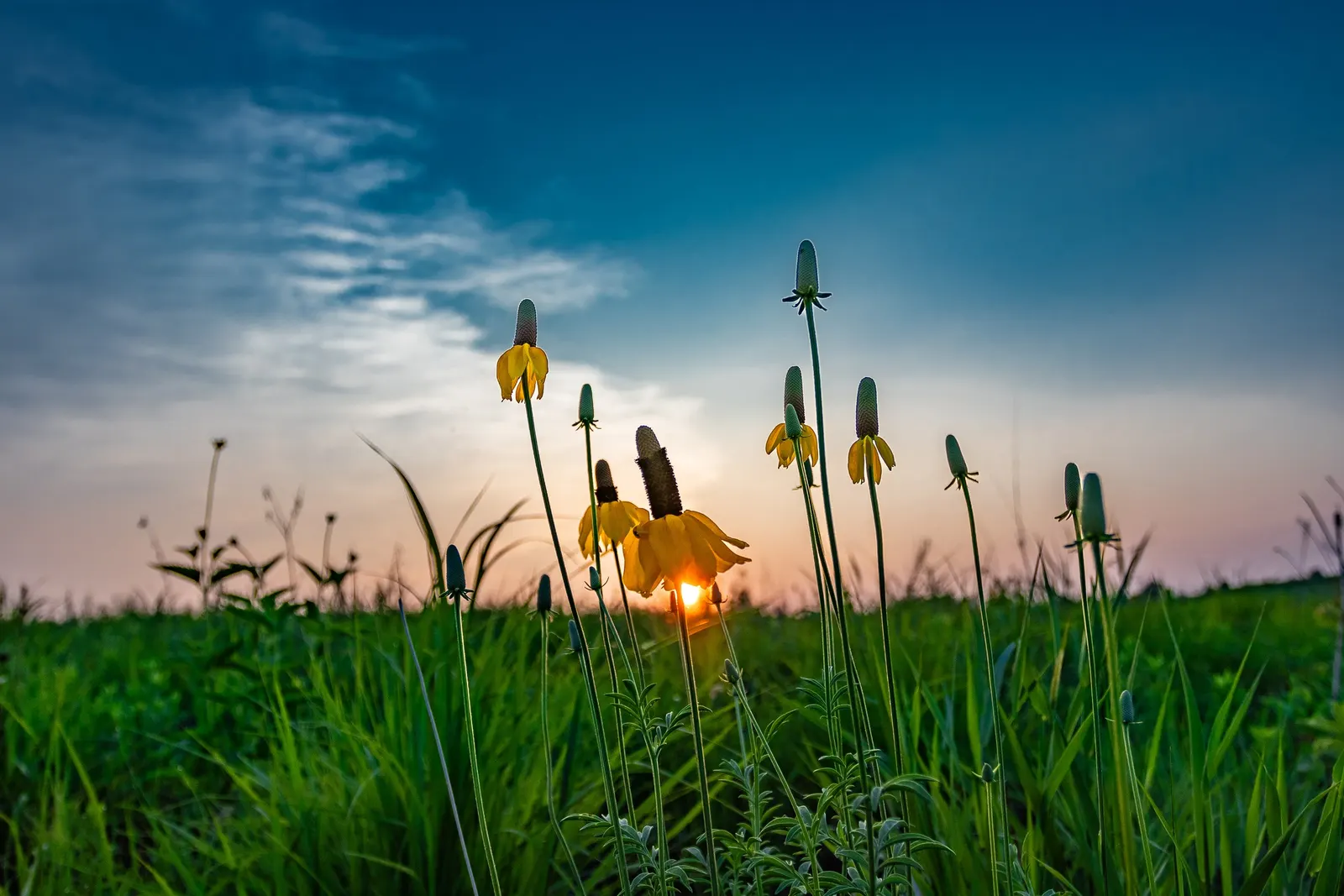 Prairie Coneflower (Ratibida Pinnata) — This perennial promotes biodiversity; prairie Coneflower (Ratibida pinnata)