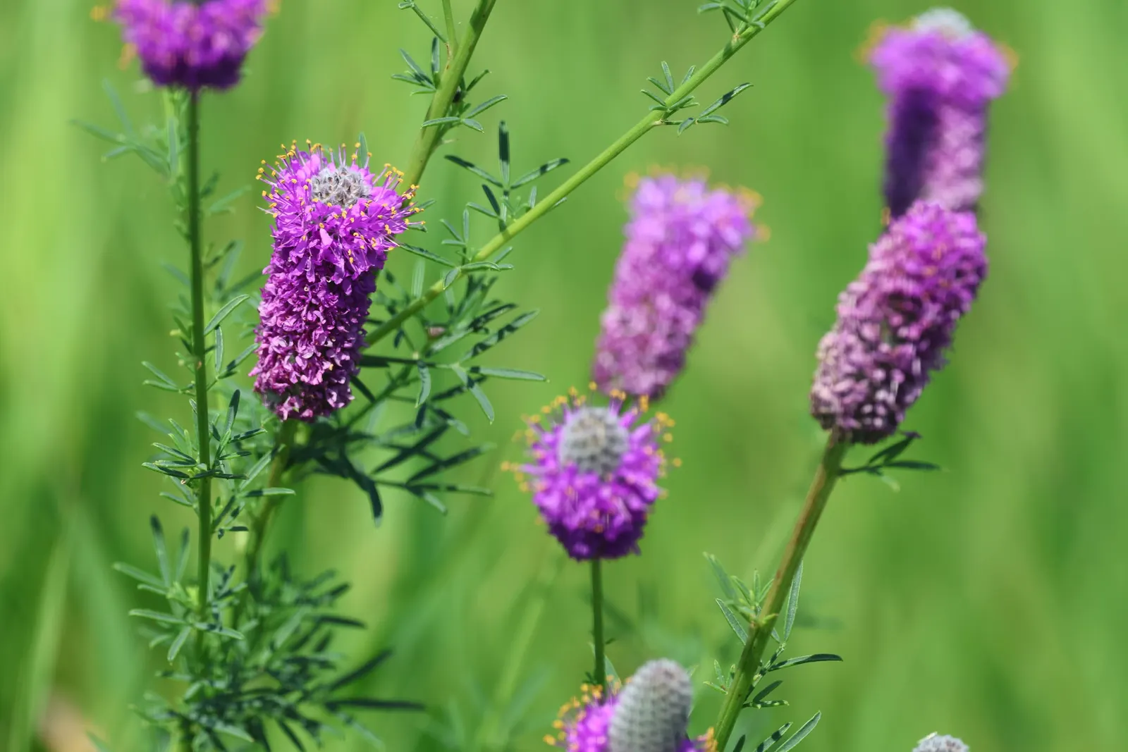 Prairie Coneflower (Ratibida Pinnata) — and is drought-resistant once established; the Prairie Coneflower has an upright habit and thrives in full sun exposure