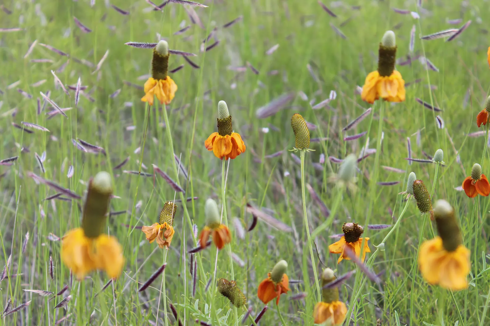 Prairie Coneflower (Ratibida Pinnata) — and is drought-resistant once established; the Prairie Coneflower has an upright habit and thrives in full, image 102