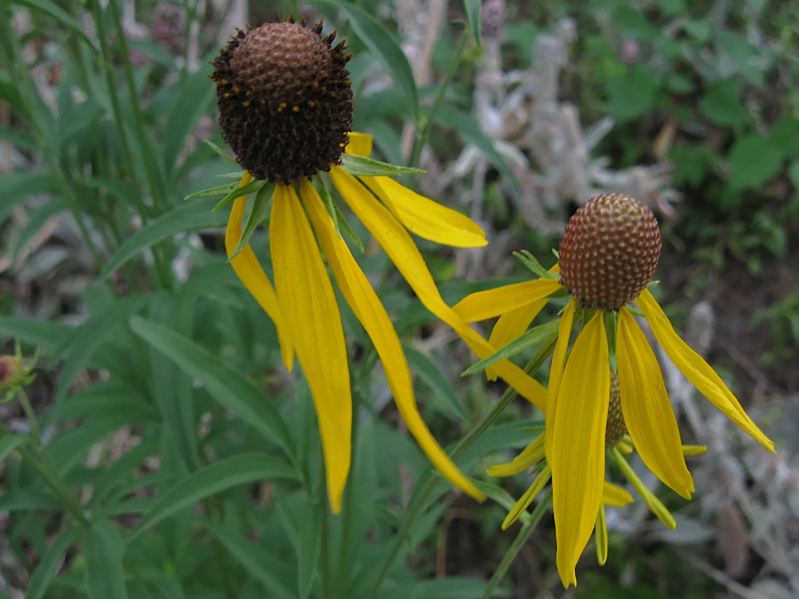 Prairie Coneflower (Ratibida Pinnata) — and is drought-resistant once established