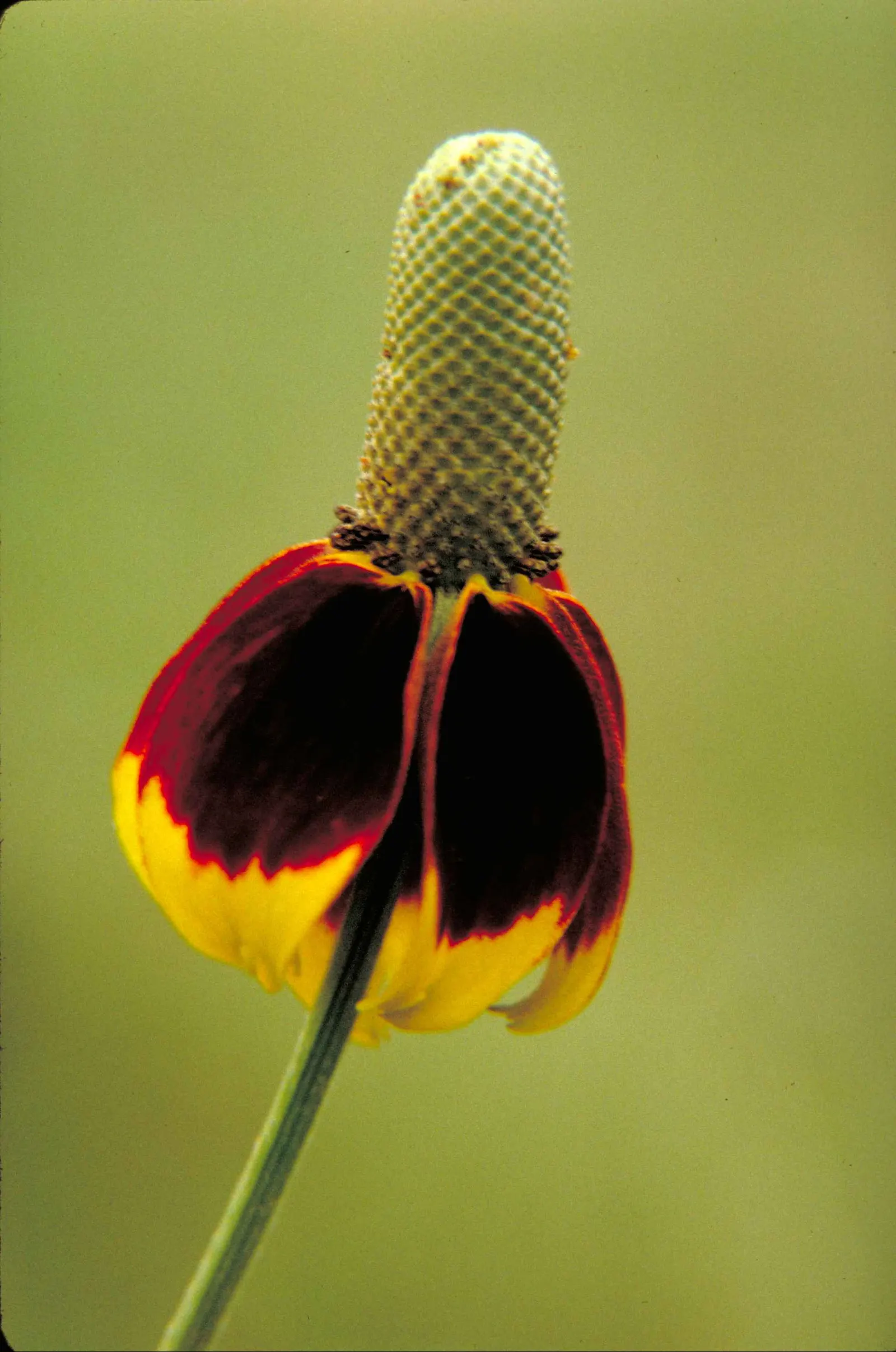 Prairie Coneflower (Ratibida Pinnata) — although leaving the seed heads can provide winter interest and feed birds; ratibida pinnata blooms from, image 116