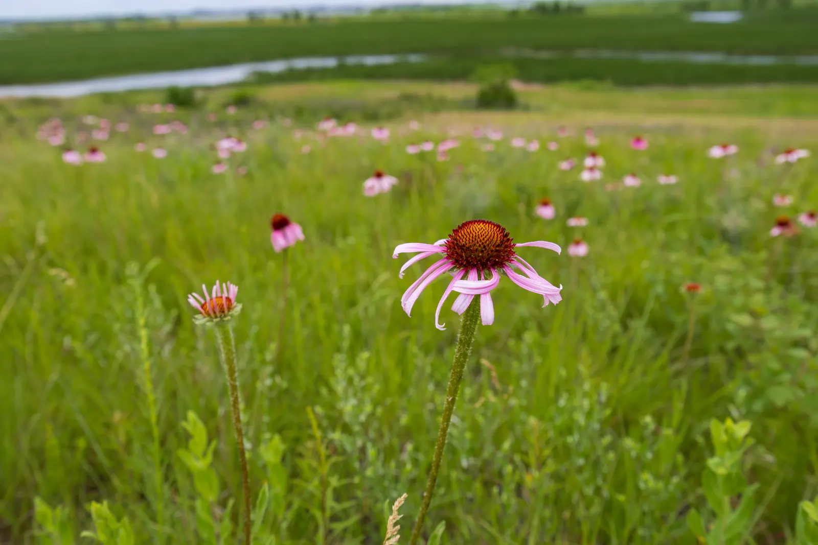 Prairie Coneflower (Ratibida Pinnata) — characterized by drooping yellow petals (ranging from 1 to 2 inches in length) and a tall; this resilient, image 85