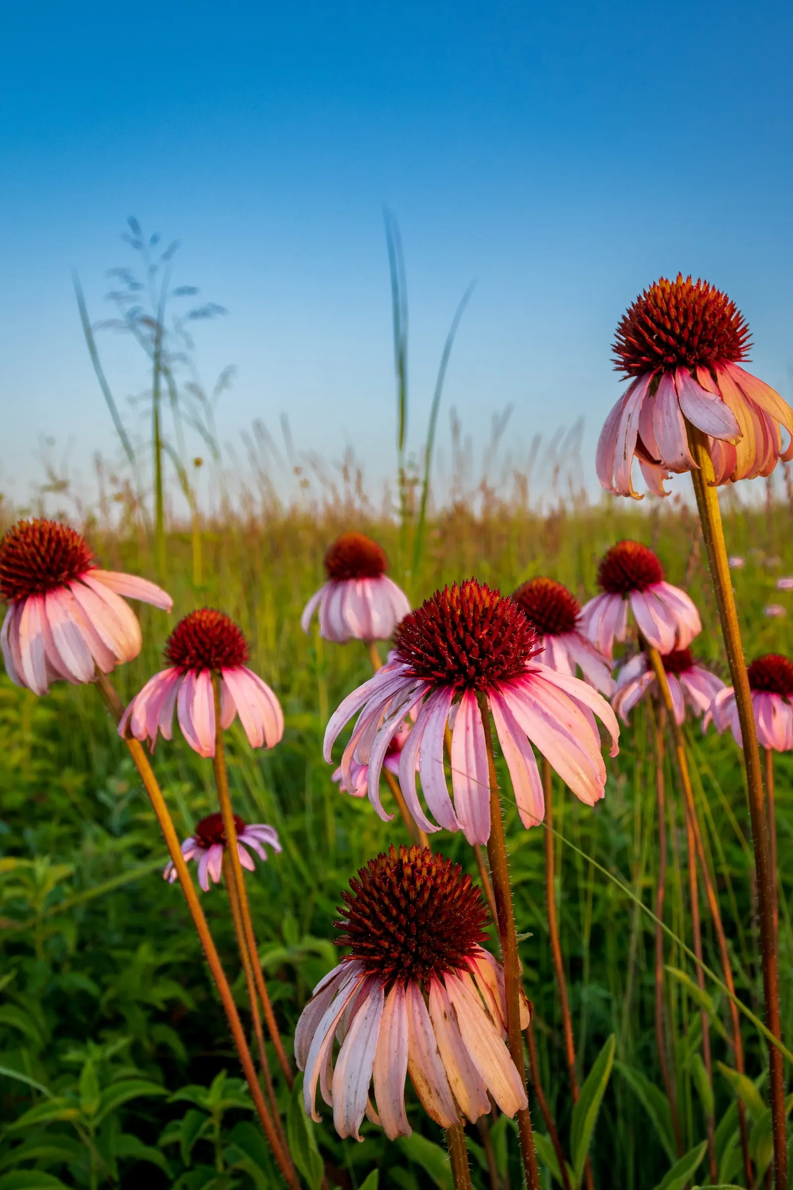 Prairie Coneflower (Ratibida Pinnata) — central brown cone (approximately 1 to 1.5 inches tall); perennial with yellow blooms, image 62