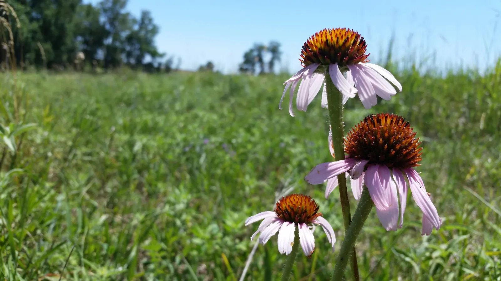 Prairie Coneflower (Ratibida Pinnata) — and is drought-resistant once established; the Prairie Coneflower has an upright habit and thrives in full, image 54