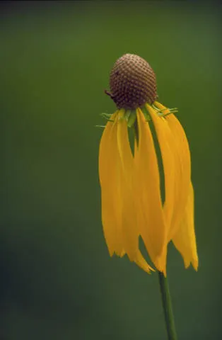 Prairie Coneflower (Ratibida Pinnata) — This low-maintenance choice will reward the landscape with a stable and lasting native beauty; perennial, image 93