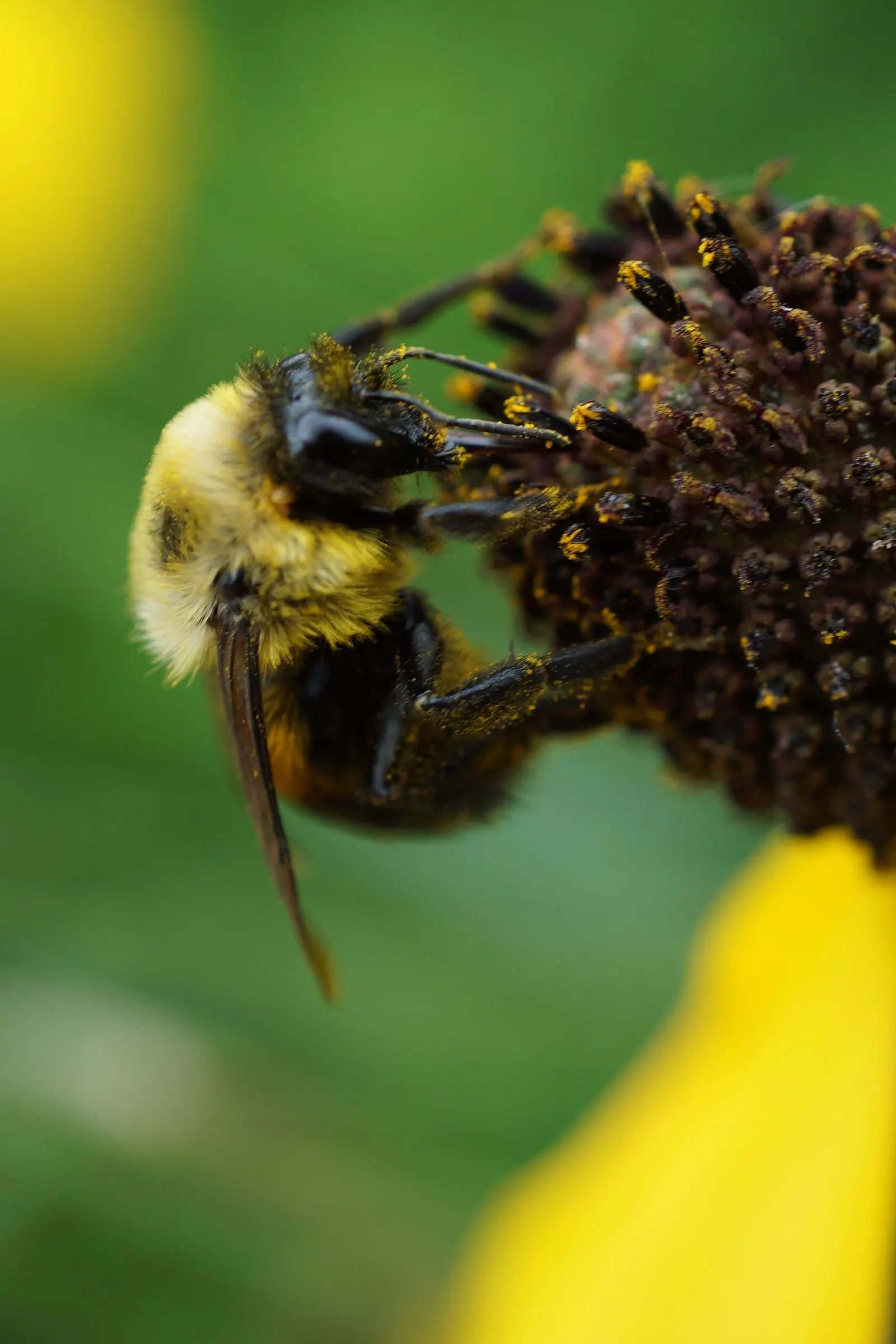 Prairie Coneflower (Ratibida Pinnata) — perennial with yellow blooms
