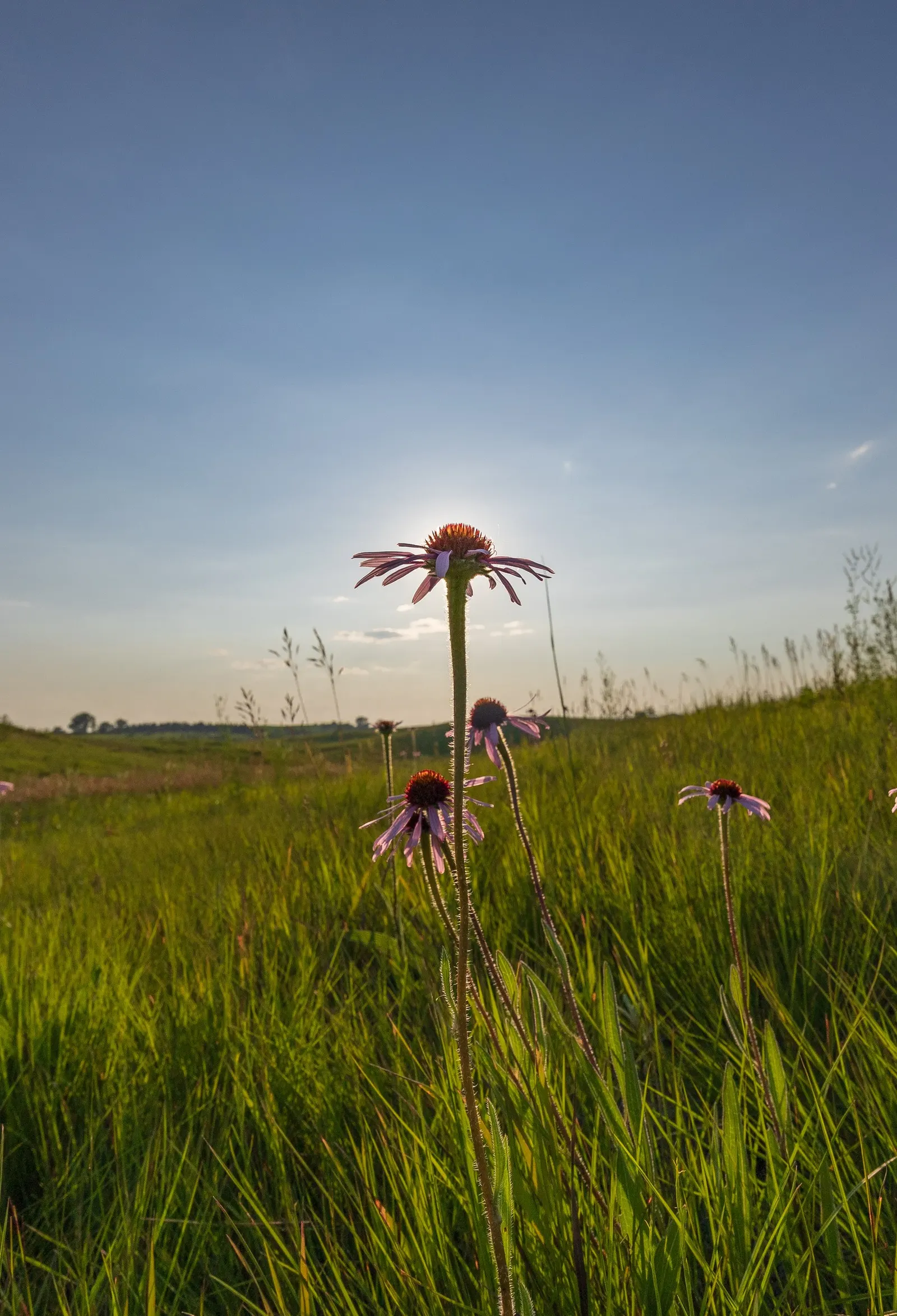 Prairie Coneflower (Ratibida Pinnata) — characterized by drooping yellow petals (ranging from 1 to 2 inches in length) and a tall; this resilient, image 109