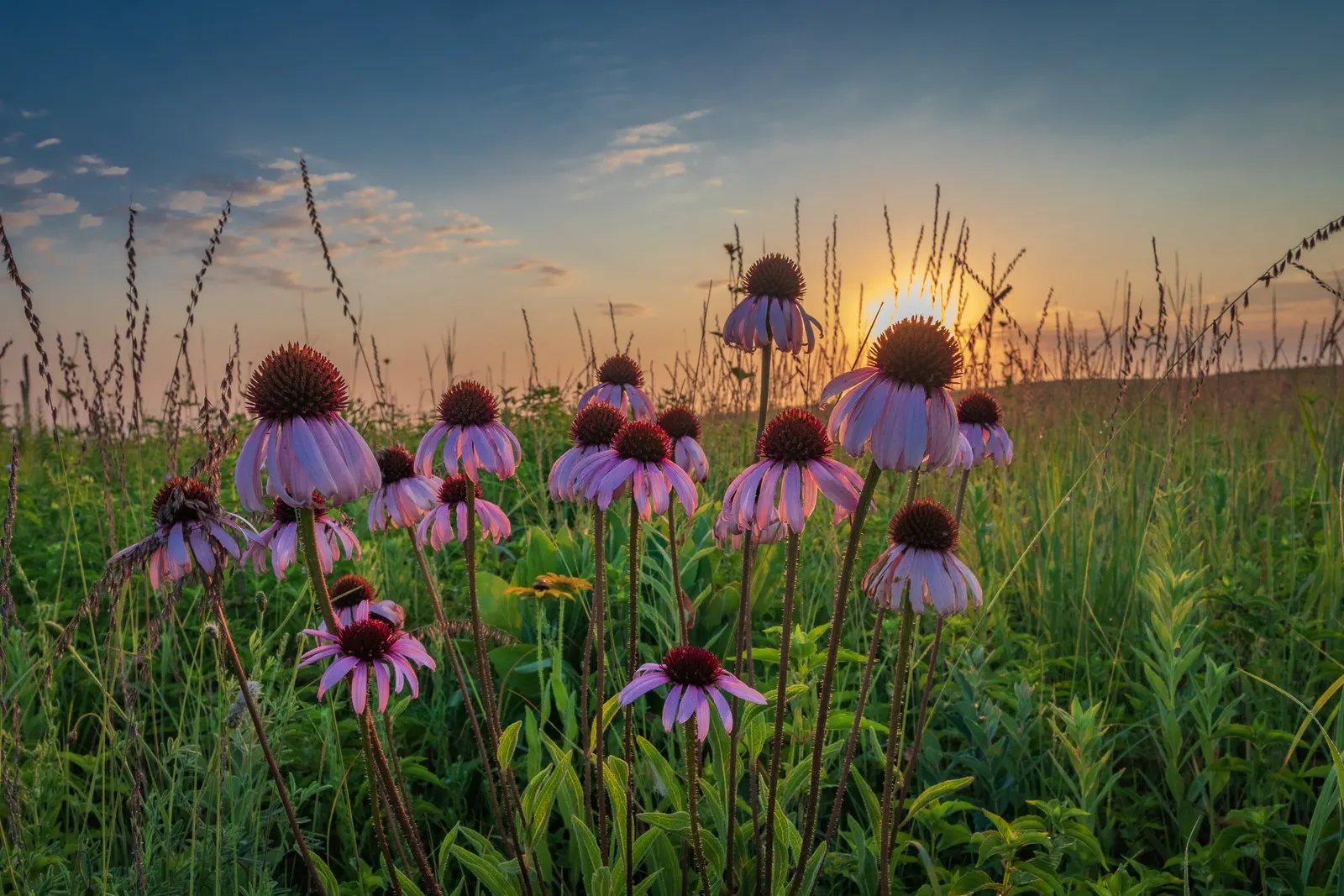 Prairie Coneflower (Ratibida Pinnata) — attracting butterflies and pollinators; blooming occurs from mid-summer to early fall, image 77