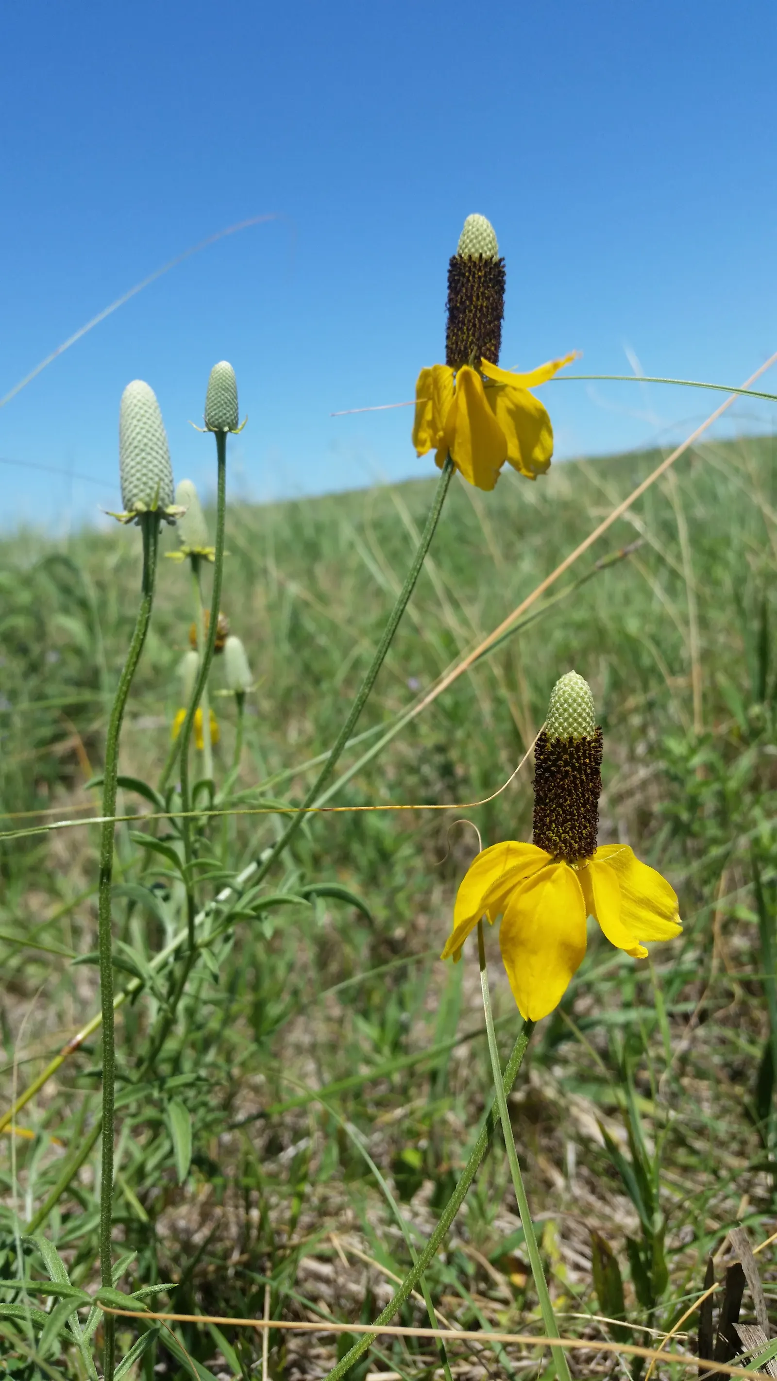 Prairie Coneflower (Ratibida Pinnata) — attracting butterflies and pollinators; blooming occurs from mid-summer to early fall, image 53