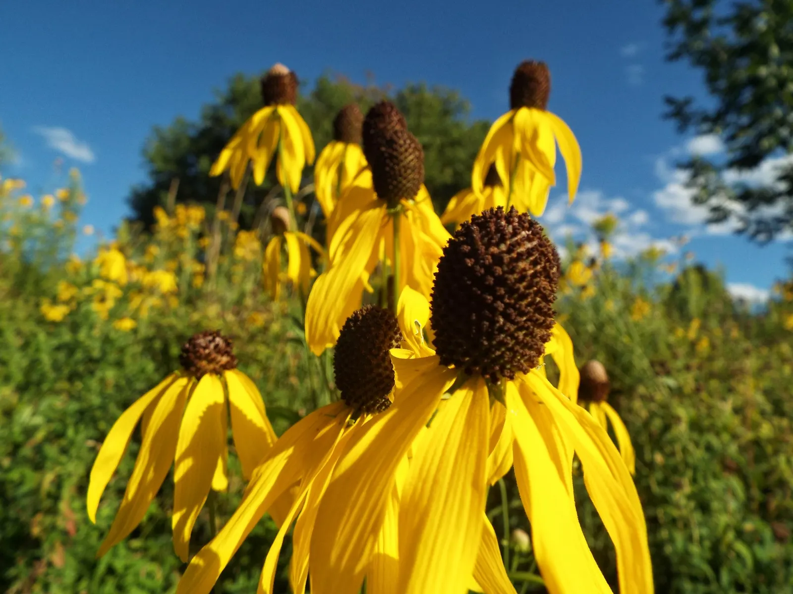Prairie Coneflower (Ratibida Pinnata) — adding long-term visual interest to the garden