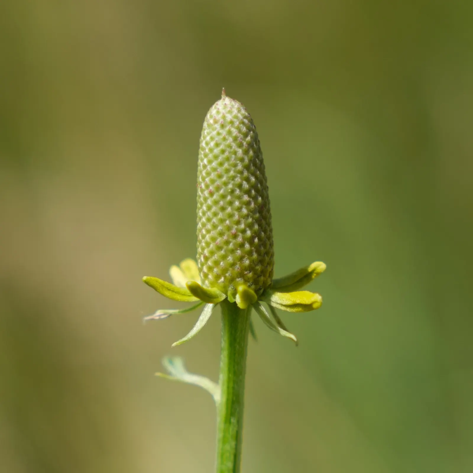 Prairie Coneflower (Ratibida Pinnata) — perennial with yellow blooms; central brown cone (approximately 1 to 1.5 inches tall), image 71