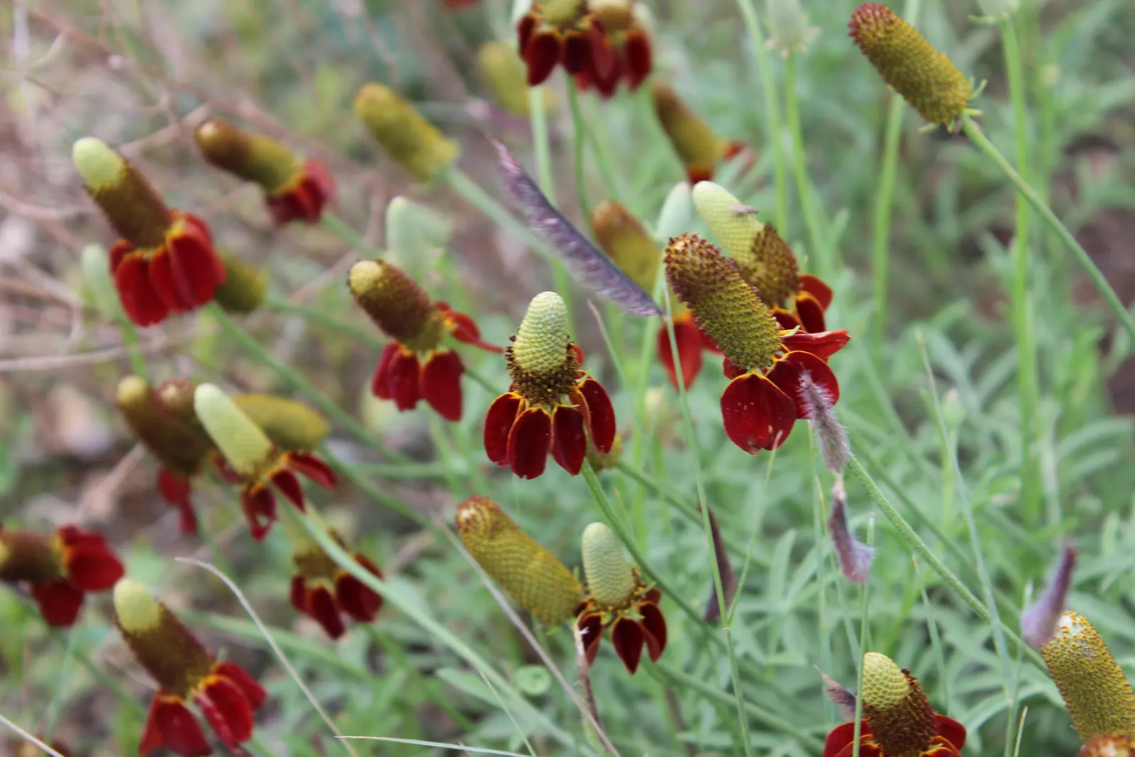 Prairie Coneflower (Ratibida Pinnata) — central brown cone (approximately 1 to 1.5 inches tall); perennial with yellow blooms, image 110