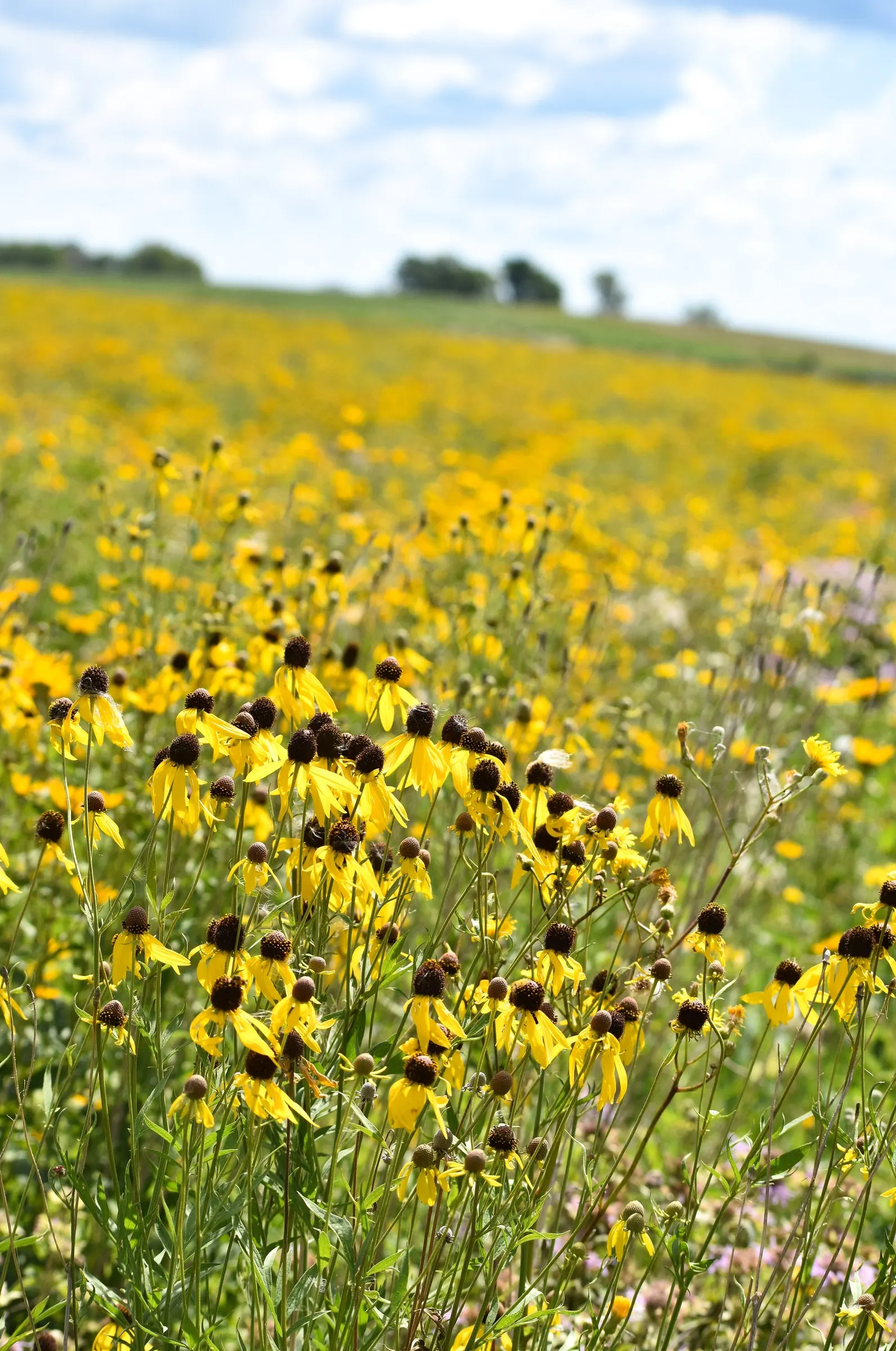 Prairie Coneflower (Ratibida Pinnata) — Its distinctive appearance; vertical interest to prairies and wildflower gardens
