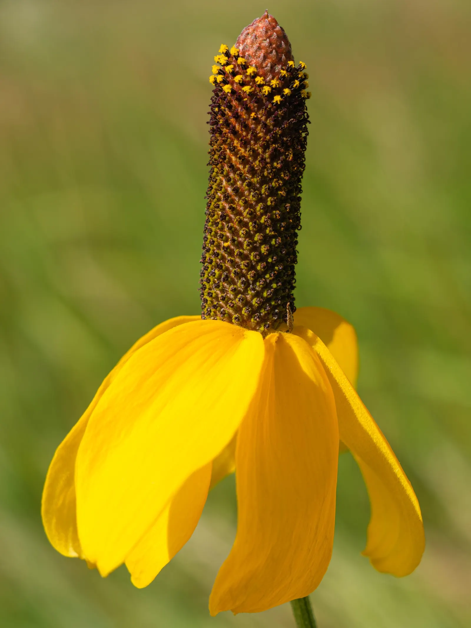 Prairie Coneflower (Ratibida Pinnata) — and is drought-resistant once established; the Prairie Coneflower has an upright habit and thrives in full, image 78