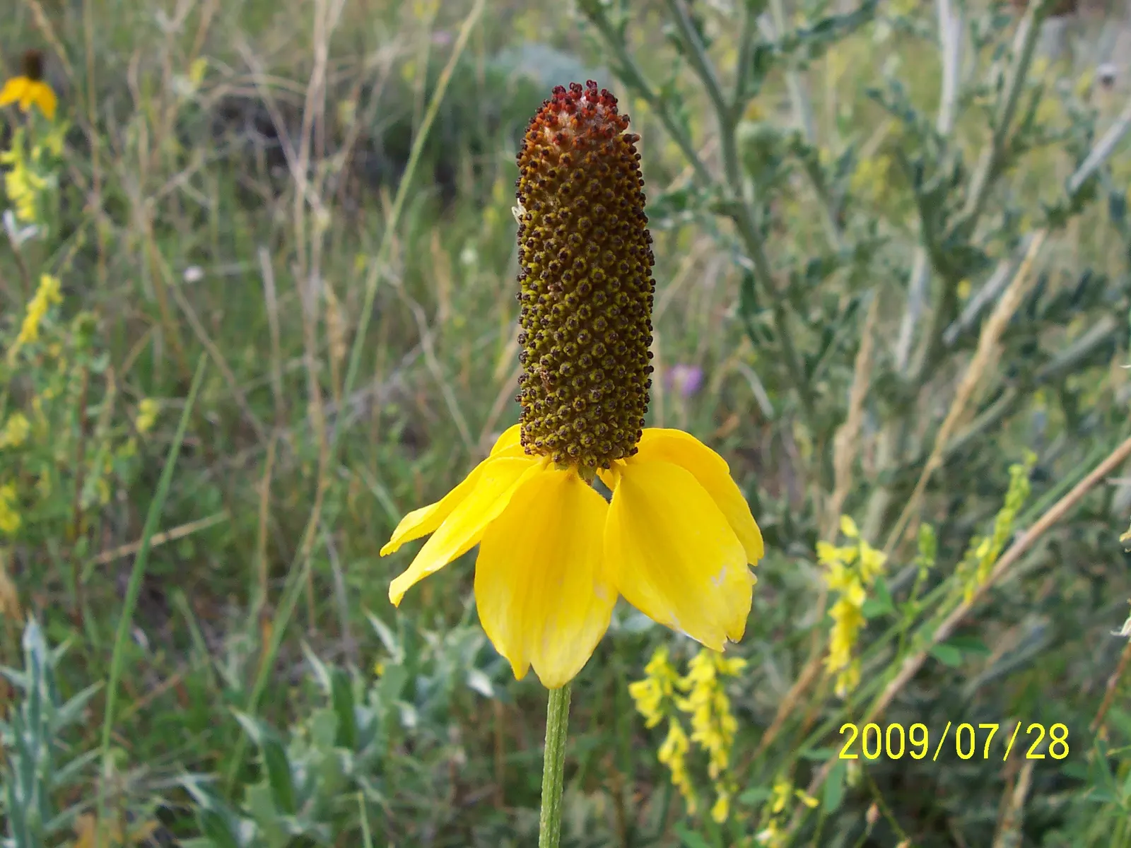 Prairie Coneflower (Ratibida Pinnata) — yellow flowers in the garden; favoring well-drained soil, image 94