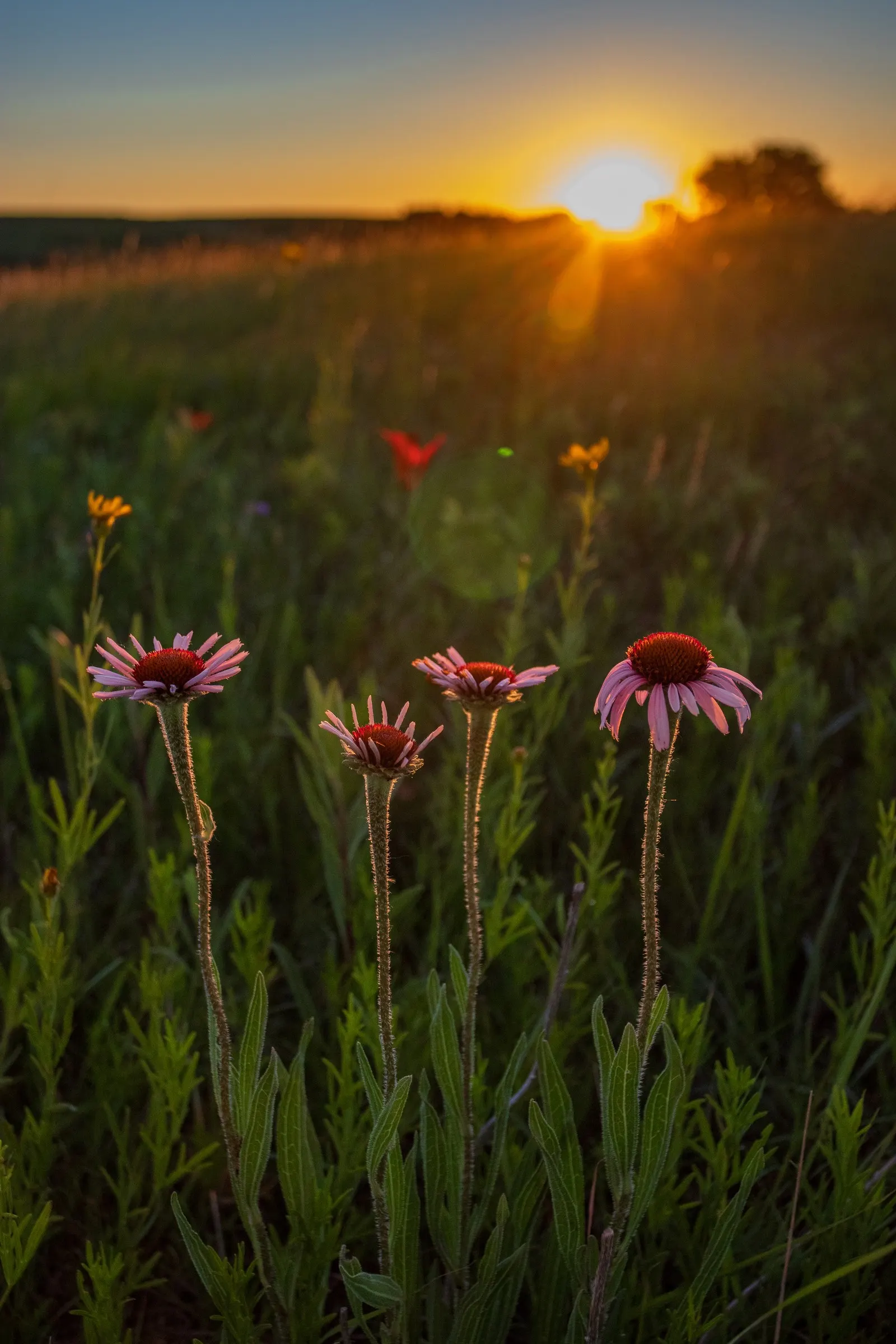 Prairie Coneflower (Ratibida Pinnata) — Prairie Coneflower (Ratibida pinnata); this perennial promotes biodiversity, image 73