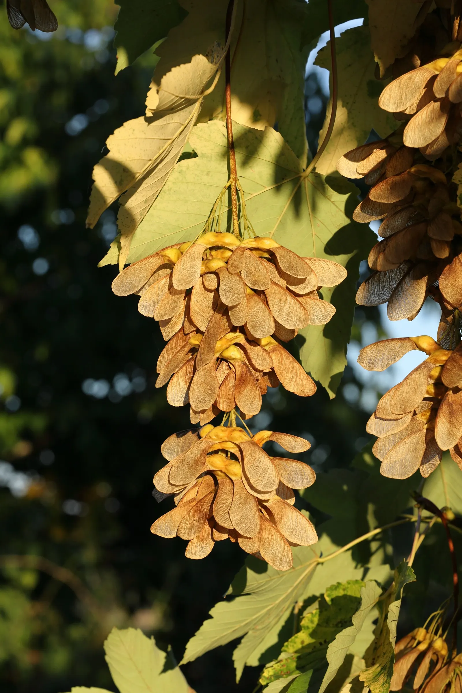 Sycamore Maple (Acer Pseudoplatanus) — providing habitat and food for a myriad of birds and small mammals; tree with yellow blooms, image 112