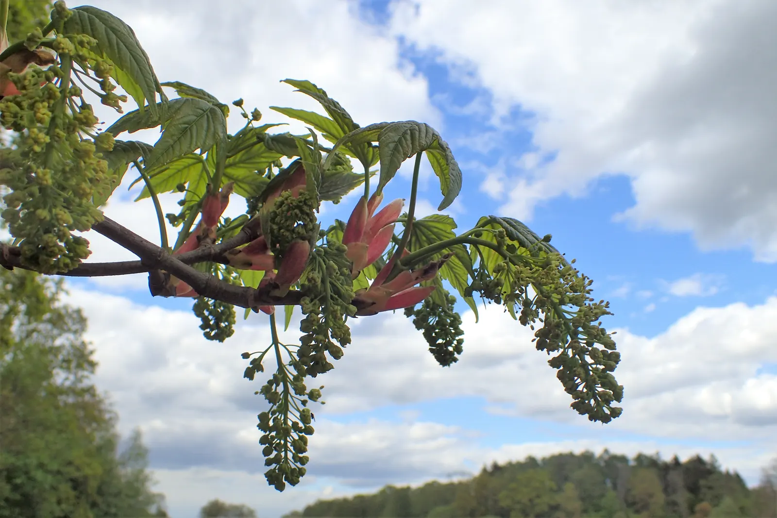 Sycamore Maple (Acer Pseudoplatanus) — the Sycamore Maple is known to produce winged seeds; is a highly adaptable deciduous tree renowned for its imposing