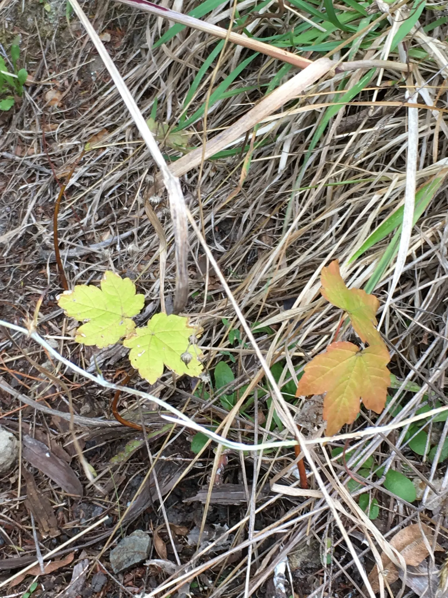 Sycamore Maple (Acer Pseudoplatanus) — turning yellow-brown in fall; deciduous tree reaching up to 100 feet tall, image 50