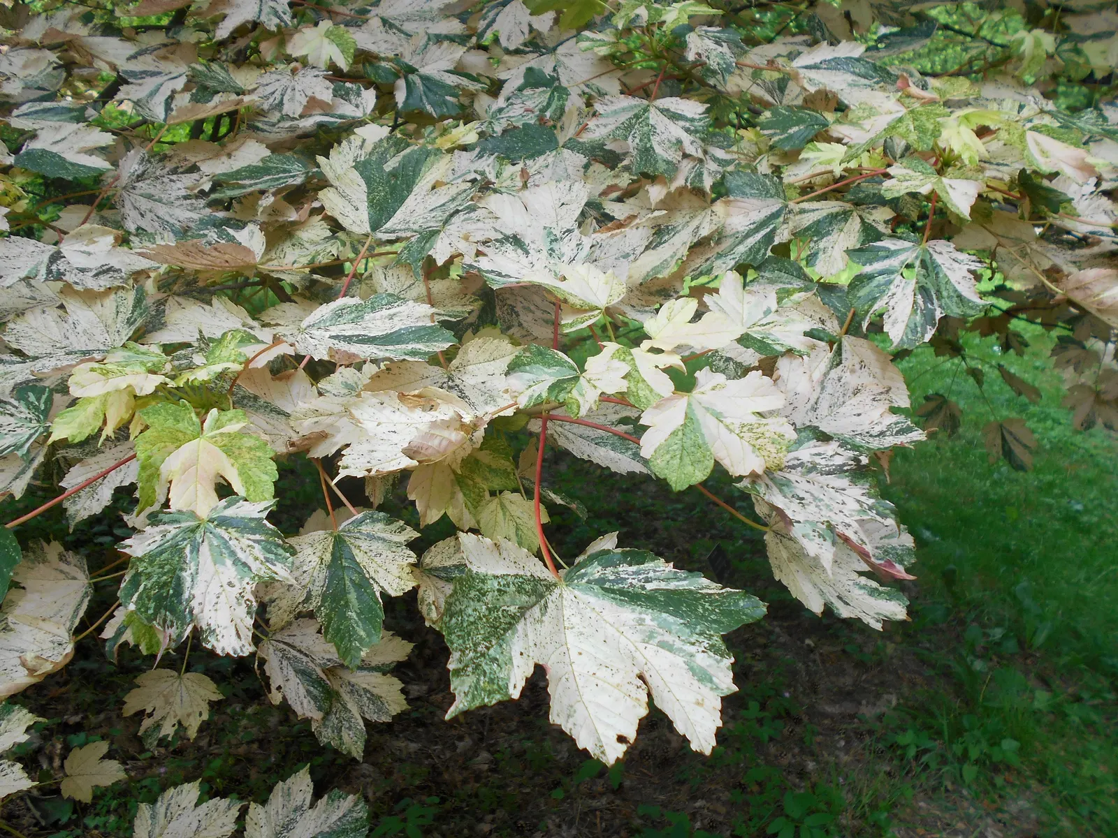 Sycamore Maple (Acer Pseudoplatanus) — providing ample shade.<br><br>Its leaves are distinctive - broad with five lobes; it thrives in zones 4-7, image 80