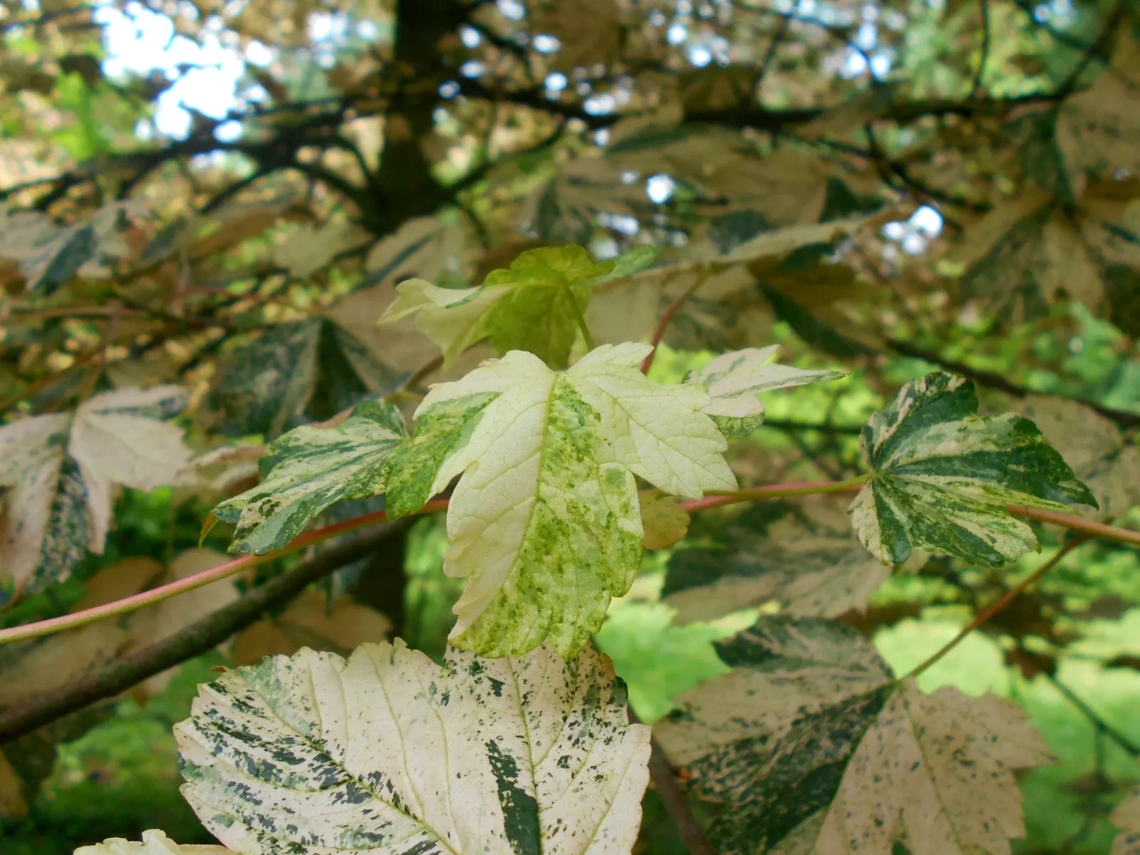 Sycamore Maple (Acer Pseudoplatanus) — Winged seeds facilitate spread