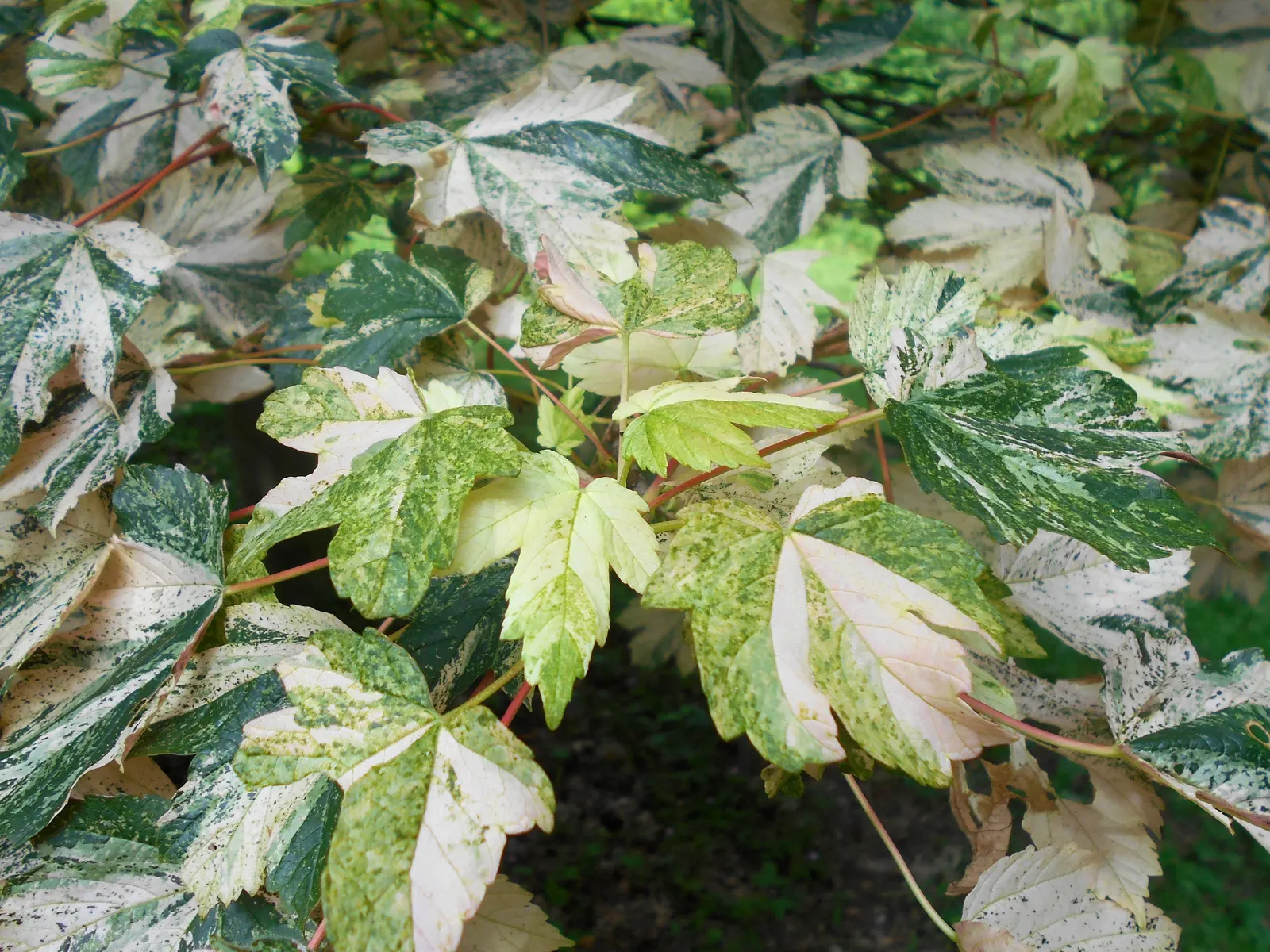 Sycamore Maple (Acer Pseudoplatanus) — The Sycamore Maple (Acer pseudoplatanus) is a hardy; turning yellow-brown in fall