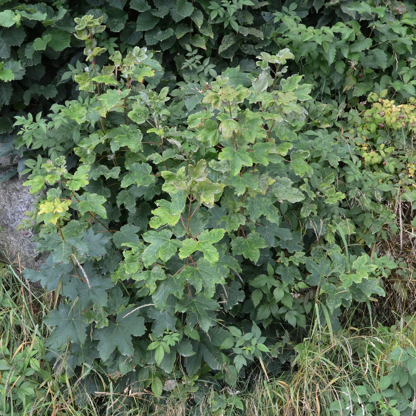 Sycamore Maple (Acer Pseudoplatanus) — tree with yellow blooms