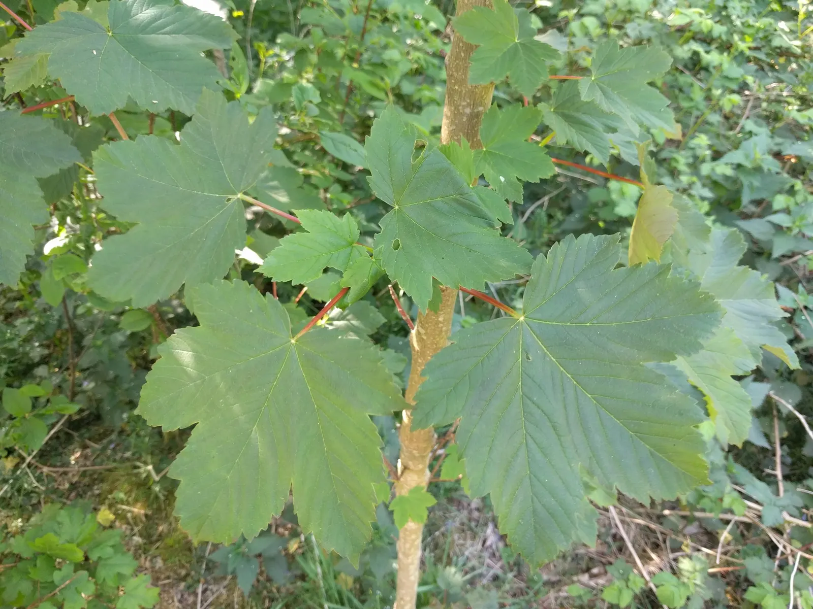 Sycamore Maple (Acer Pseudoplatanus) — Ideal for large landscapes needing shade or visual interest; tree for full, image 99