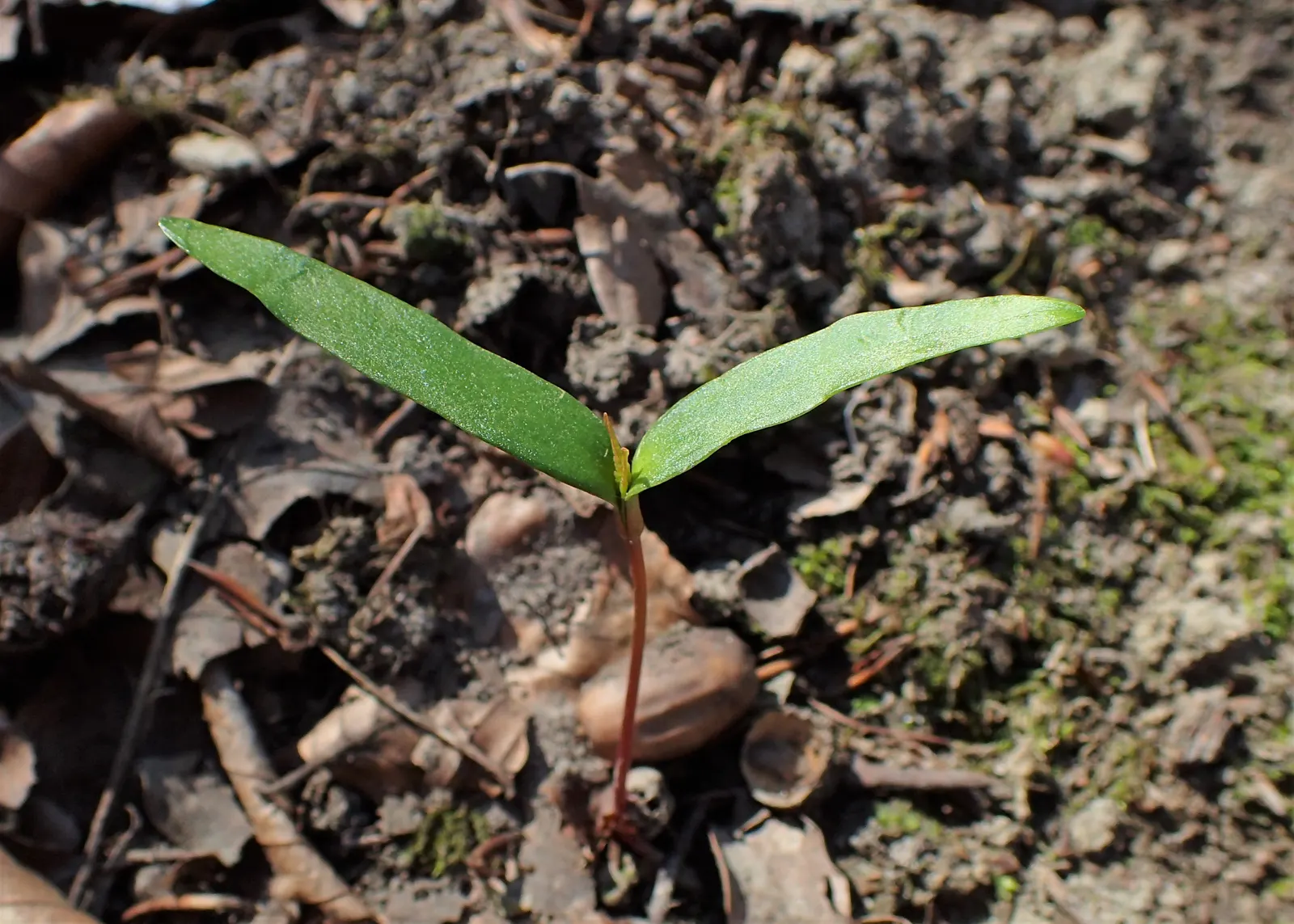 Sycamore Maple (Acer Pseudoplatanus) — providing ample shade.<br><br>Its leaves are distinctive - broad with five lobes; it thrives in zones 4-7, image 126