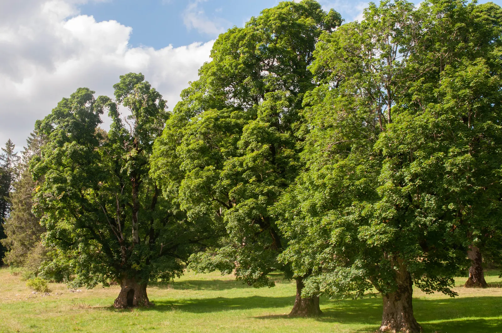 Sycamore Maple (Acer Pseudoplatanus) — yellow flowers in the garden; winged seeds facilitate spread, image 113