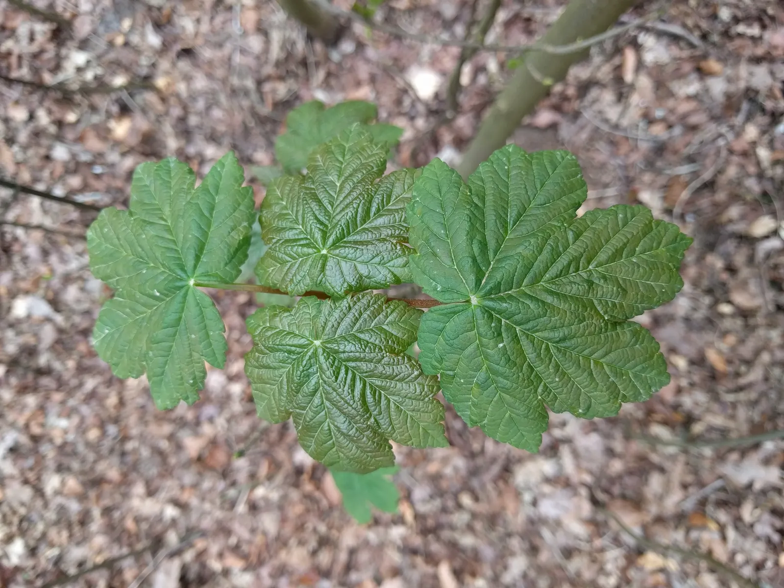 Sycamore Maple (Acer Pseudoplatanus) — providing ample shade.<br><br>Its leaves are distinctive - broad with five lobes; it thrives in zones 4-7, image 103
