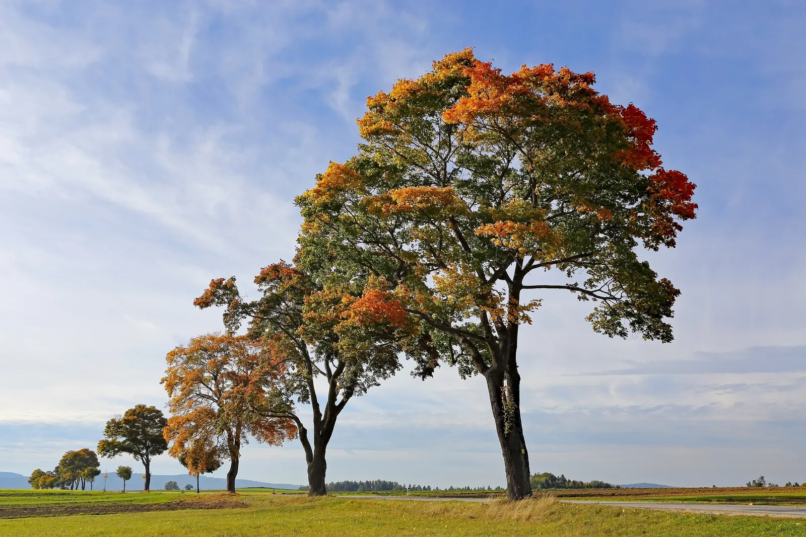 Sycamore Maple (Acer Pseudoplatanus) — with five lobes and toothed margins; the Sycamore Maple is known to produce winged seeds, image 118
