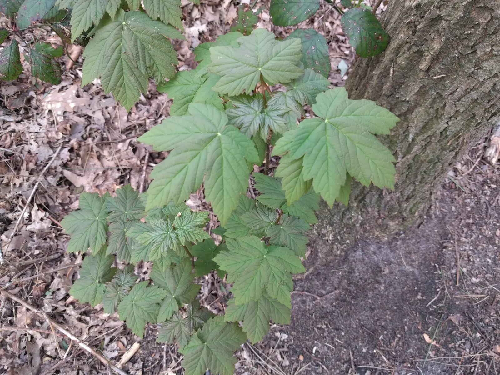 Sycamore Maple (Acer Pseudoplatanus) — Winged seeds facilitate spread; it's important to consider its growth rate and ultimate size, image 52