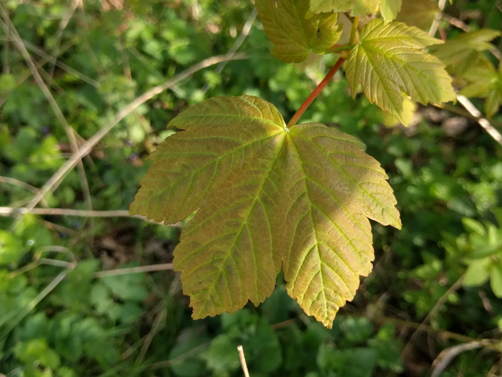 Sycamore Maple (Acer Pseudoplatanus) — It thrives in zones 4-7, prefers well-drained soil, and can tolerate wind and pollution; it typically reaches a height