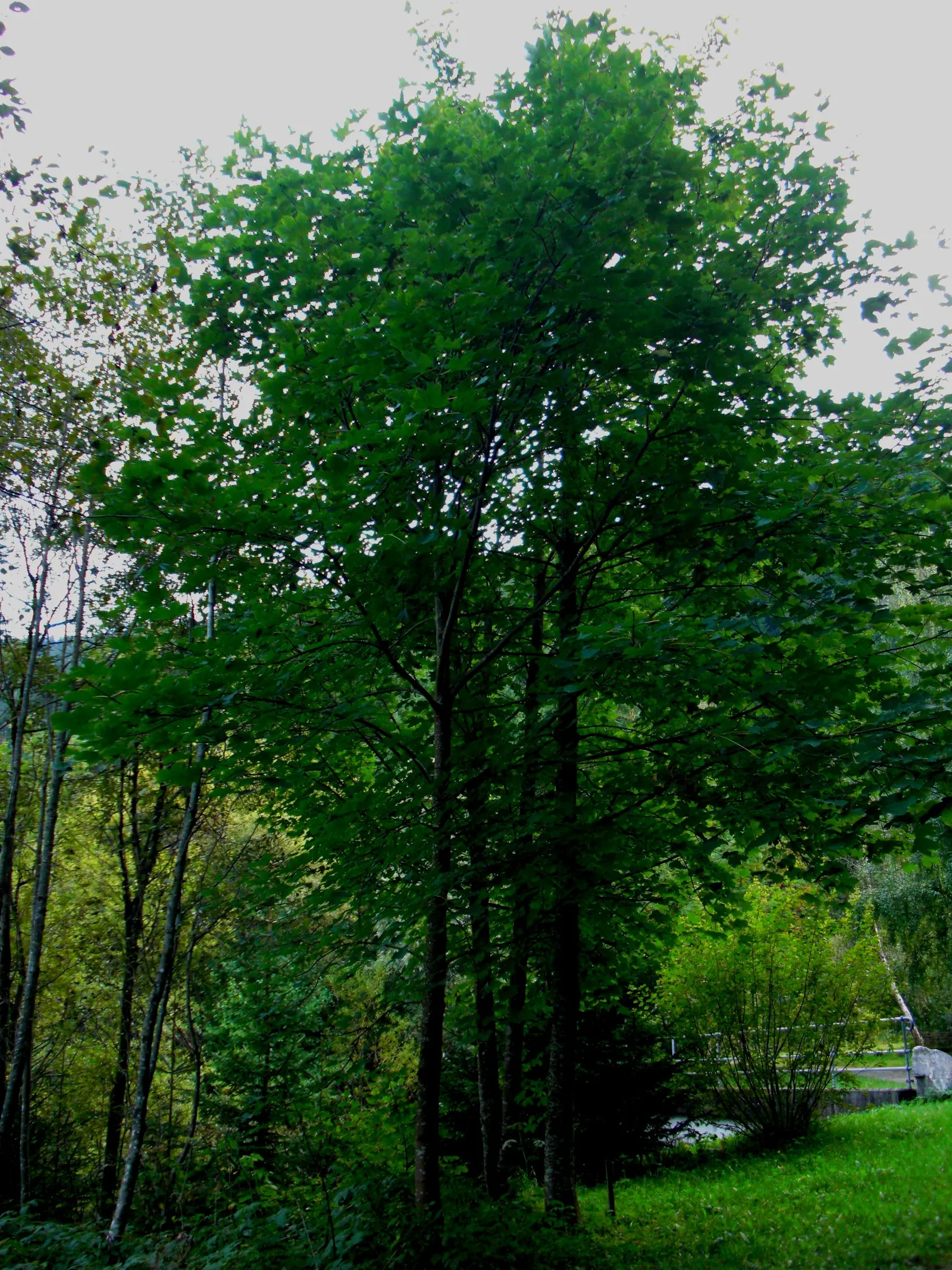 Sycamore Maple (Acer Pseudoplatanus) — it's important to consider its growth rate and ultimate size; its extensive root system necessitates ample, image 62