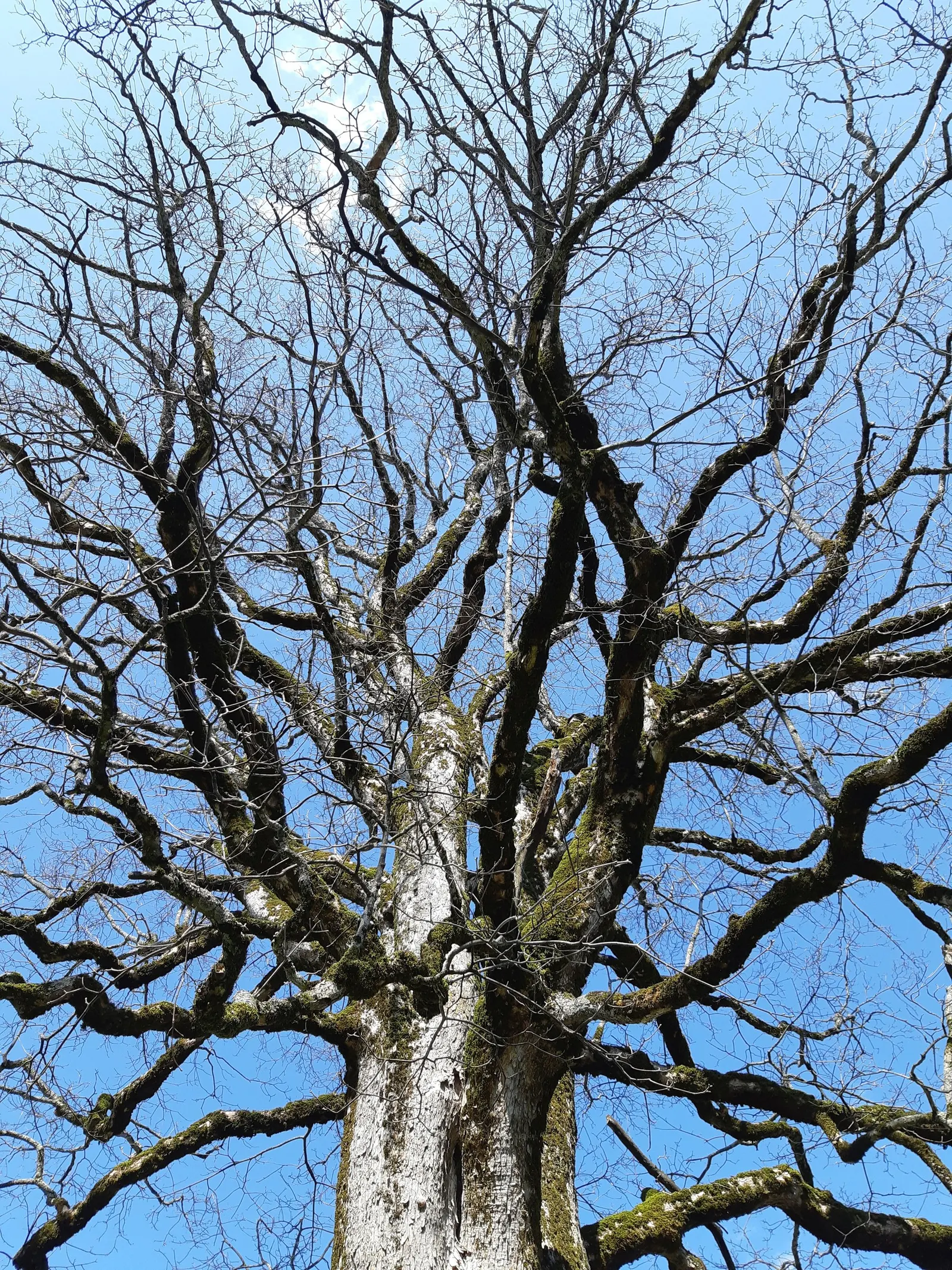 Sycamore Maple (Acer Pseudoplatanus) — This species exhibits a robust branching pattern that forms a broad