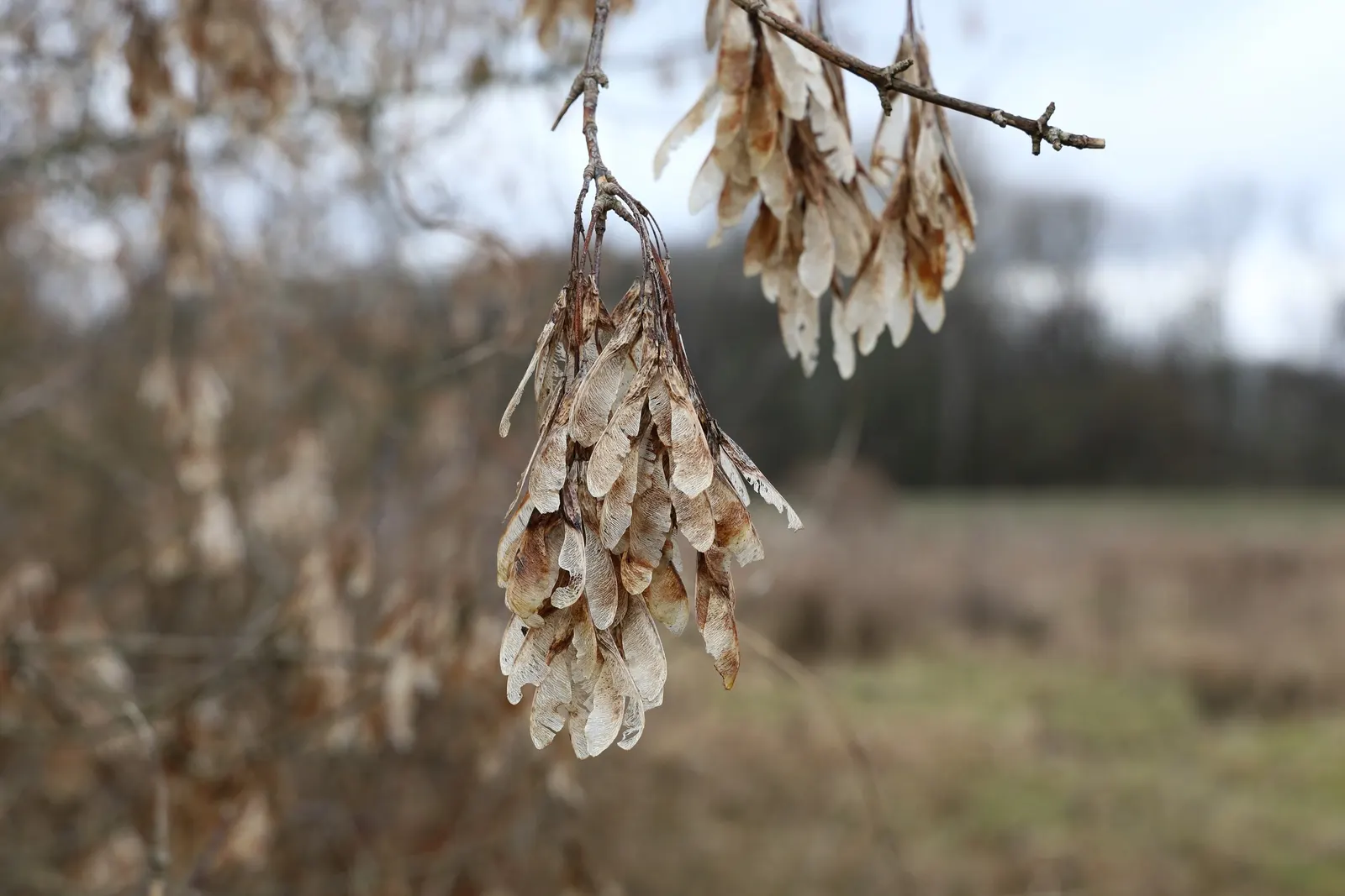 Sycamore Maple (Acer Pseudoplatanus) — providing habitat and food for a myriad of birds and small mammals; tree with yellow blooms, image 89