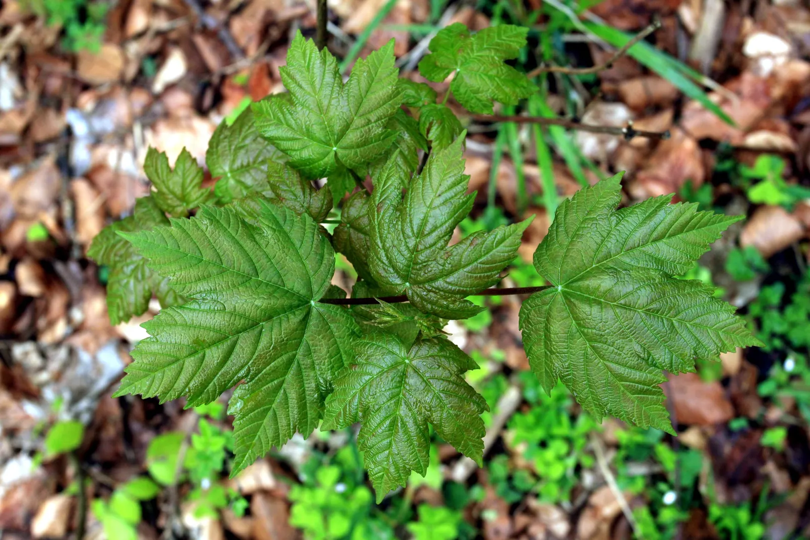 Sycamore Maple (Acer Pseudoplatanus) — though it prefers well-drained; with five lobes and toothed margins, image 83
