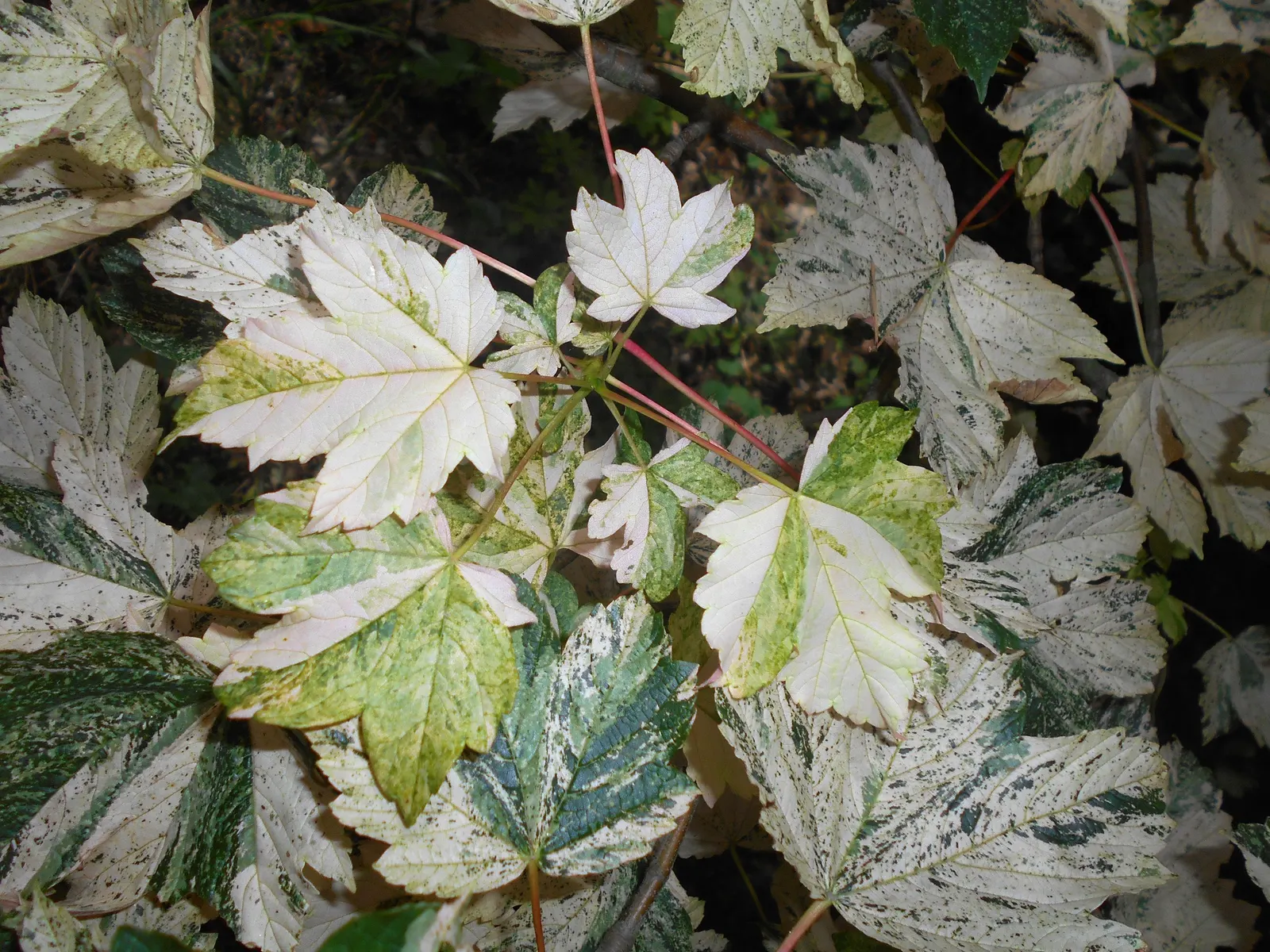 Sycamore Maple (Acer Pseudoplatanus) — it's important to consider its growth rate and ultimate size; its extensive root system necessitates ample space away