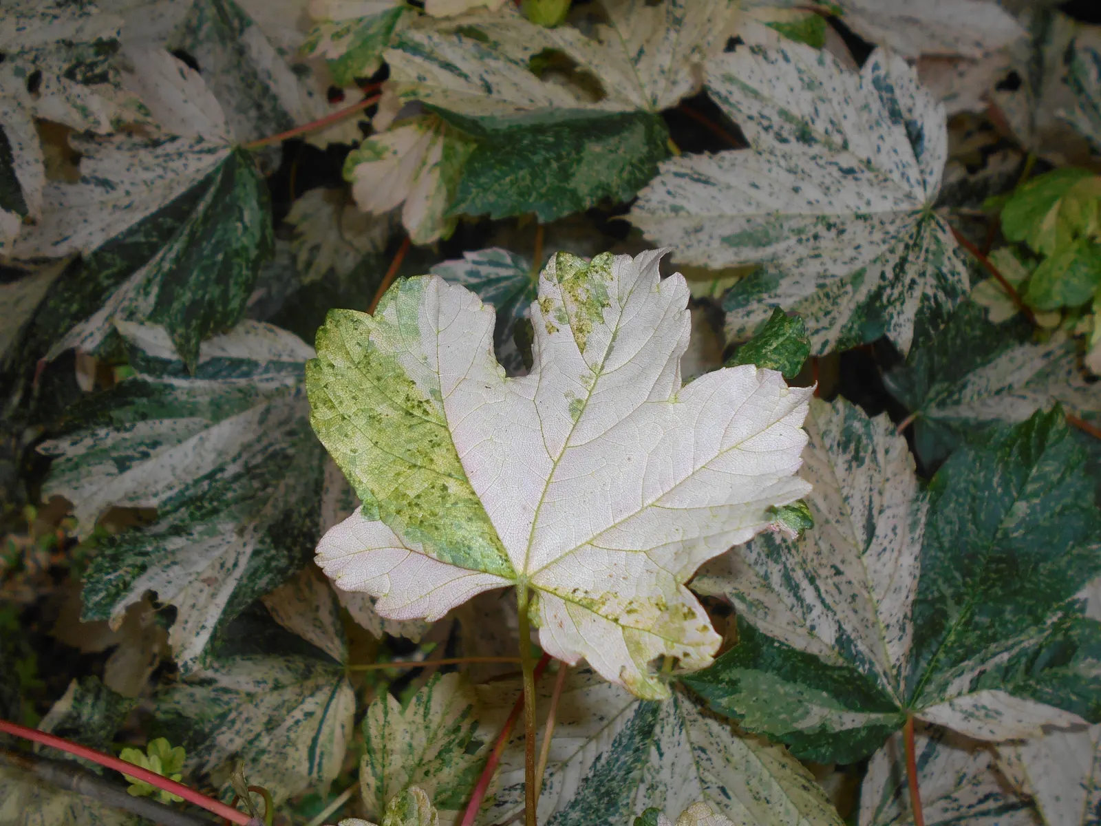 Sycamore Maple (Acer Pseudoplatanus) — providing ample shade.<br><br>Its leaves are distinctive - broad with five lobes; it thrives in zones 4-7, prefers