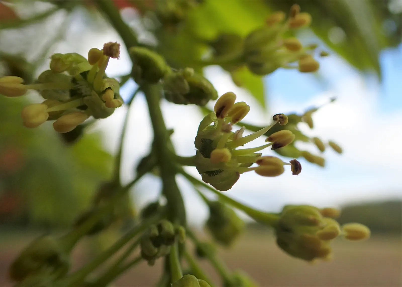 Sycamore Maple (Acer Pseudoplatanus) — providing habitat and food for a myriad of birds and small mammals; tree with yellow blooms, image 66