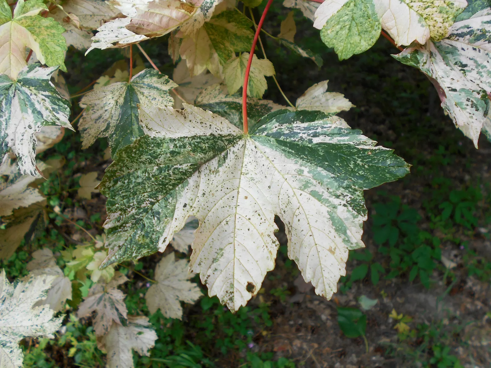 Sycamore Maple (Acer Pseudoplatanus) — Ideal for large landscapes needing shade or visual interest; tree for full, image 53