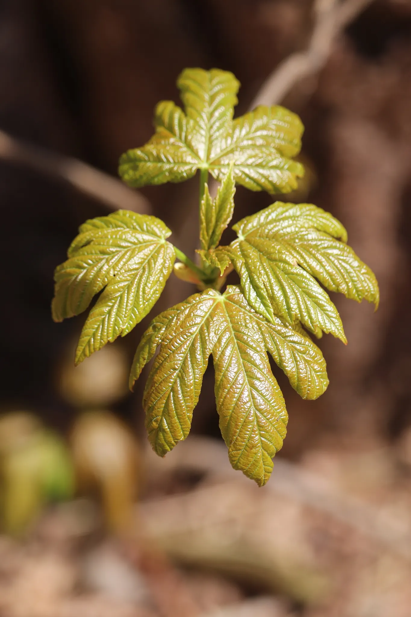 Sycamore Maple (Acer Pseudoplatanus) — The Sycamore Maple (Acer pseudoplatanus) is a hardy