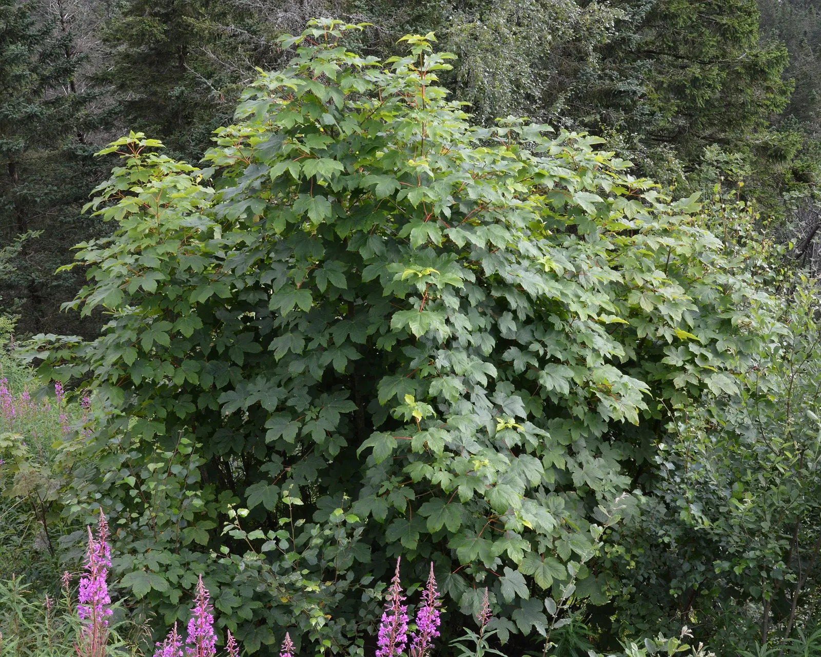 Sycamore Maple (Acer Pseudoplatanus) — It tolerates urban pollution; this species exhibits a robust branching pattern that forms a broad, image 61