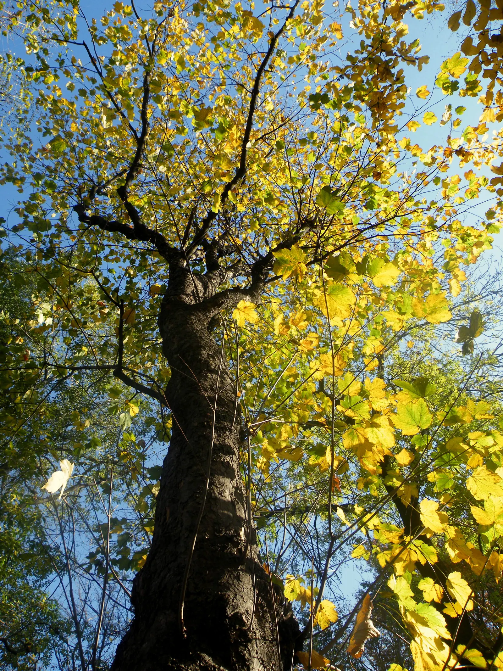 Sycamore Maple (Acer Pseudoplatanus) — with five lobes and toothed margins; the Sycamore Maple is known to produce winged seeds