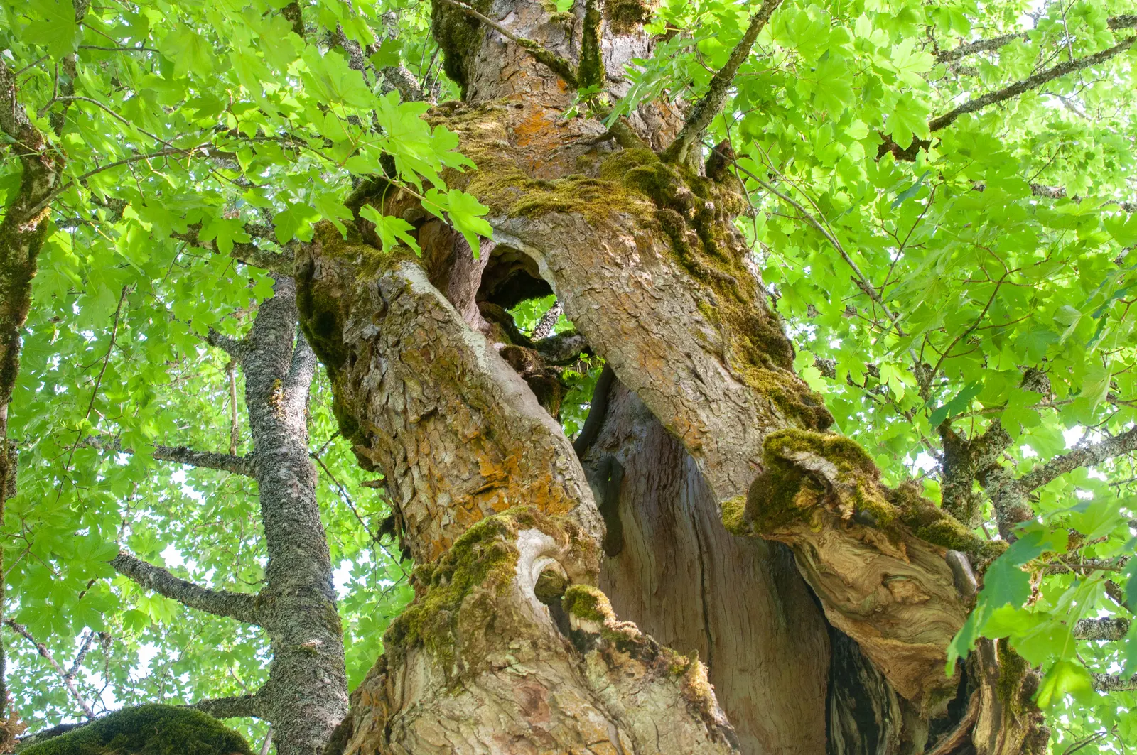 Sycamore Maple (Acer Pseudoplatanus) — deciduous tree reaching up to 100 feet tall