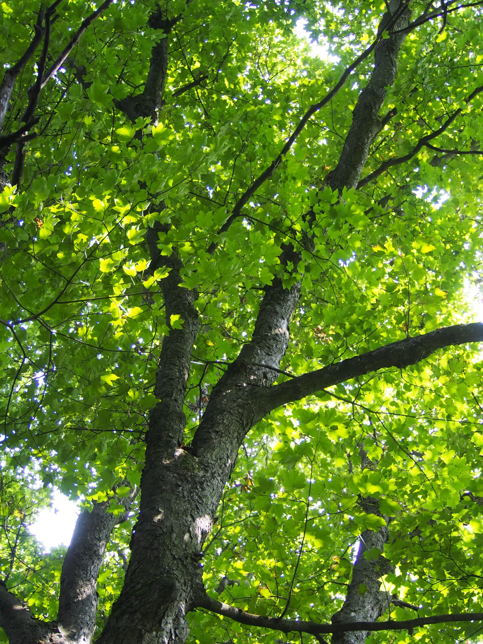 Sycamore Maple (Acer Pseudoplatanus) — turning yellow-brown in fall; deciduous tree reaching up to 100 feet tall, image 96