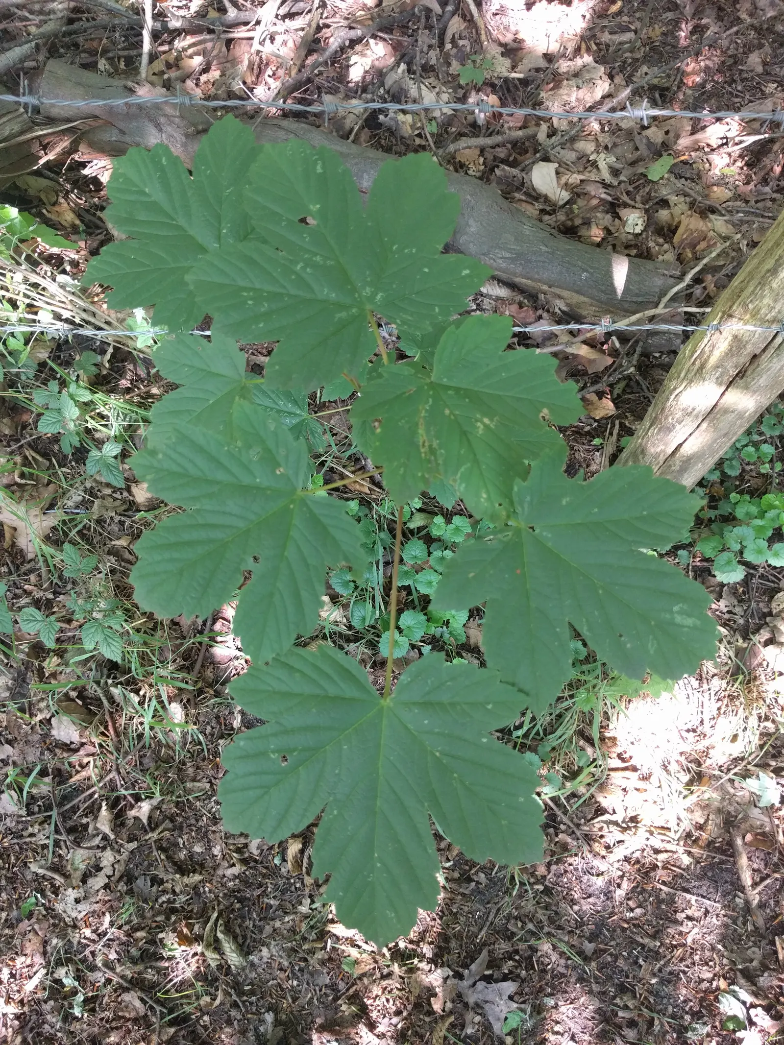 Sycamore Maple (Acer Pseudoplatanus) — deciduous tree reaching up to 100 feet tall; providing ample shade.<br><br>Its leaves are distinctive, image 117