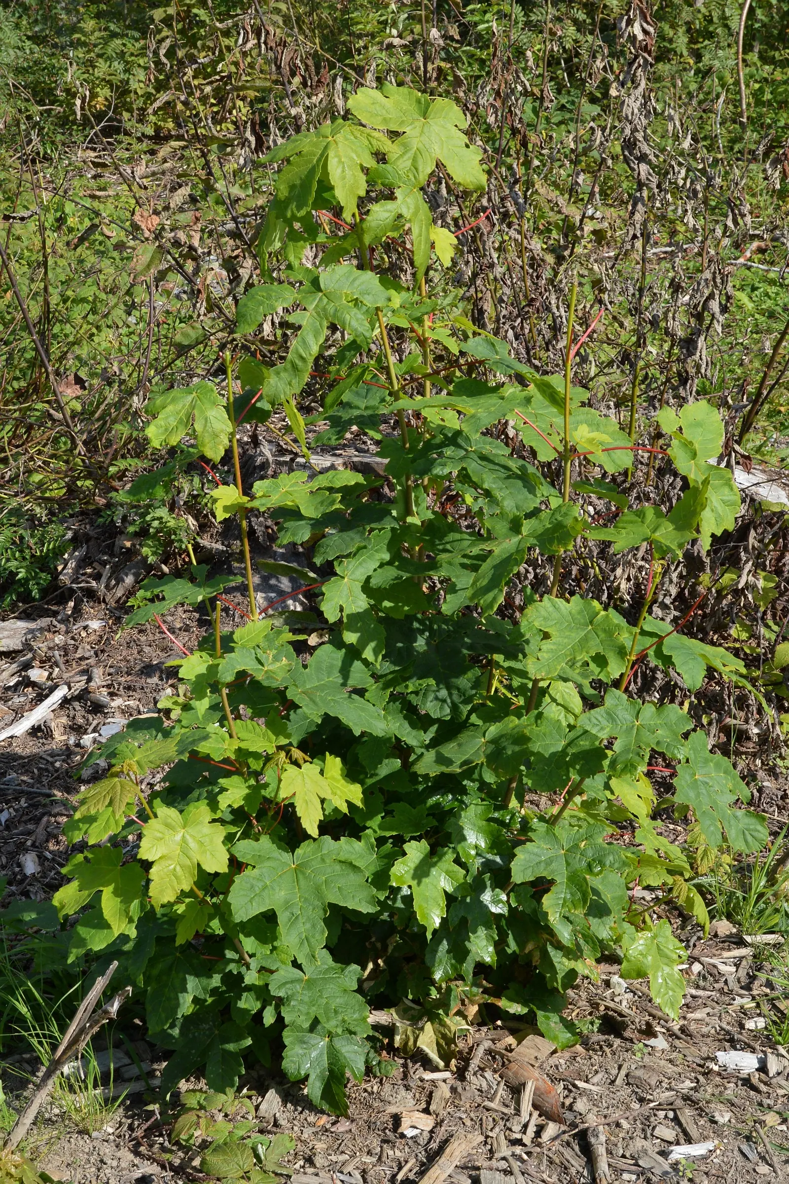 Sycamore Maple (Acer Pseudoplatanus) — deciduous tree reaching up to 100 feet tall; providing ample shade.<br><br>Its leaves are distinctive, image 48