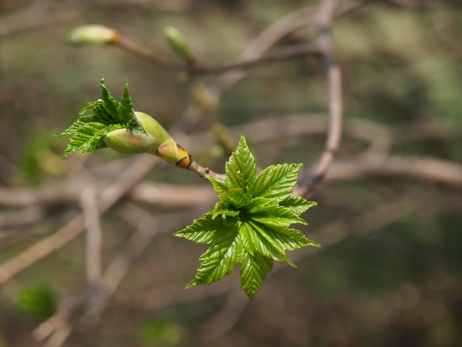 Sycamore Maple (Acer Pseudoplatanus) — deciduous tree reaching up to 100 feet tall; providing ample shade.<br><br>Its leaves are distinctive, image 94